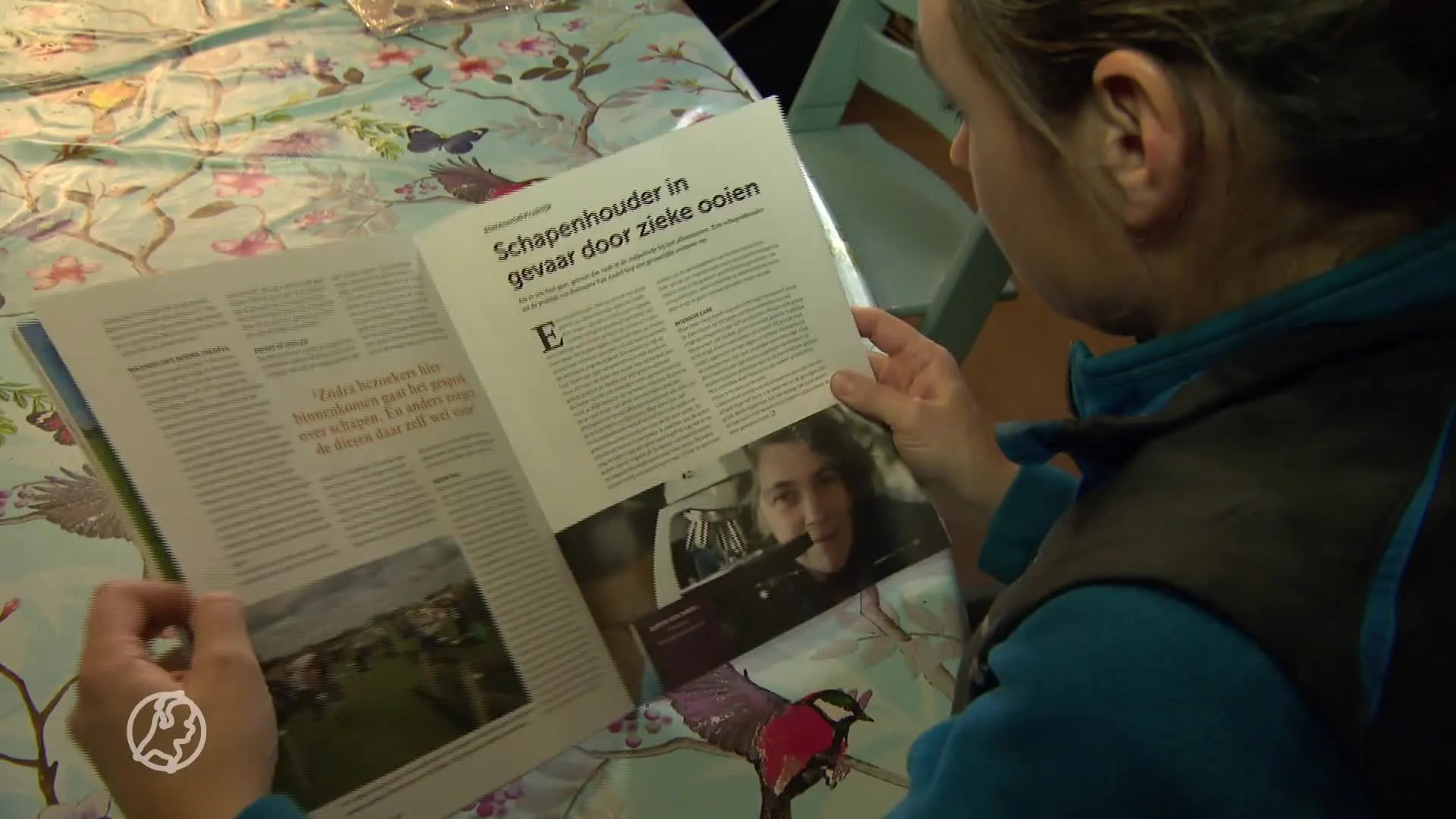 Landbouwminister twijfelt of schapensector blauwtong gaat overleven