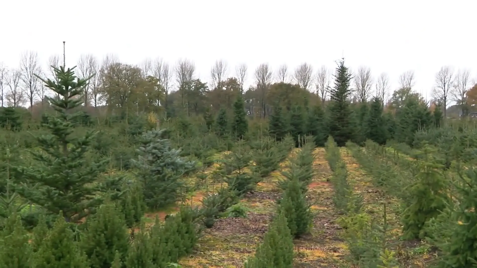 Klaar met stofzuigen rondom je kerstboom? Zo zorg je ervoor dat je echte naaldboom niet uitvalt