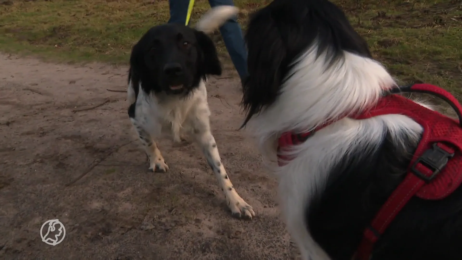 Boeren willen honden verbieden op Veluwe om stikstof terug te dringen
