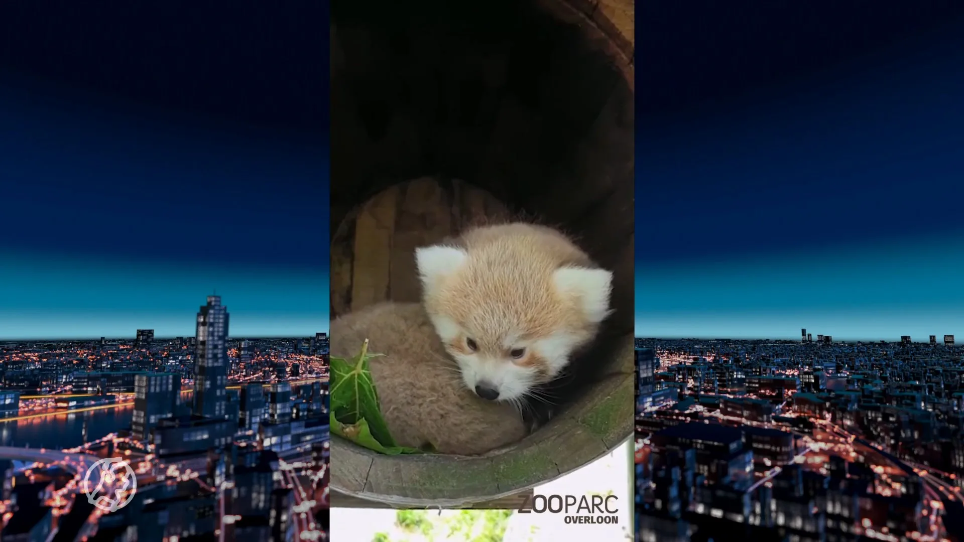 ZooParc Overloon verwelkomt rode pandatweeling Billy en Bobby