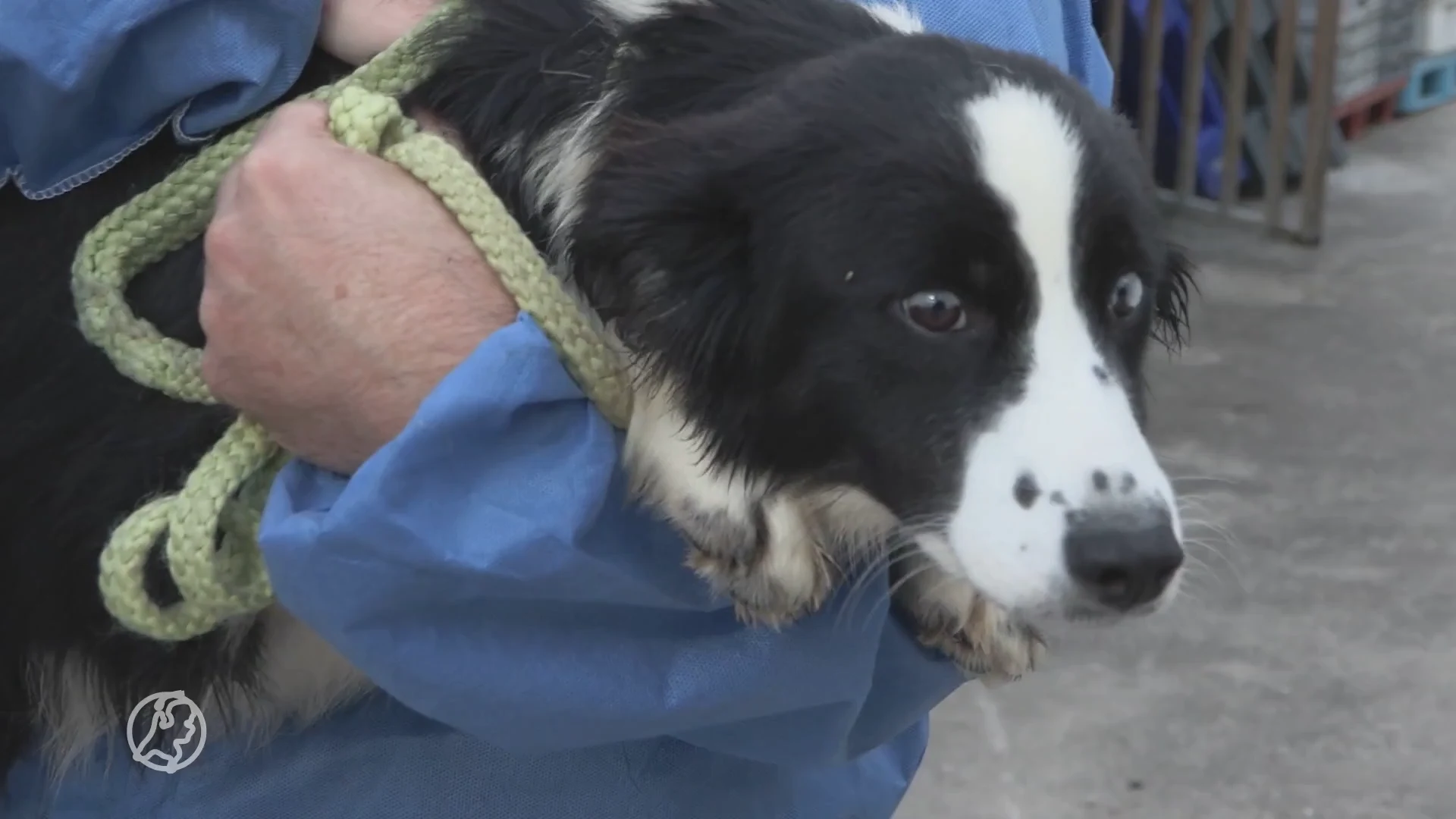 Dierenorganisatie: nog veel illegale advertenties voor puppy's