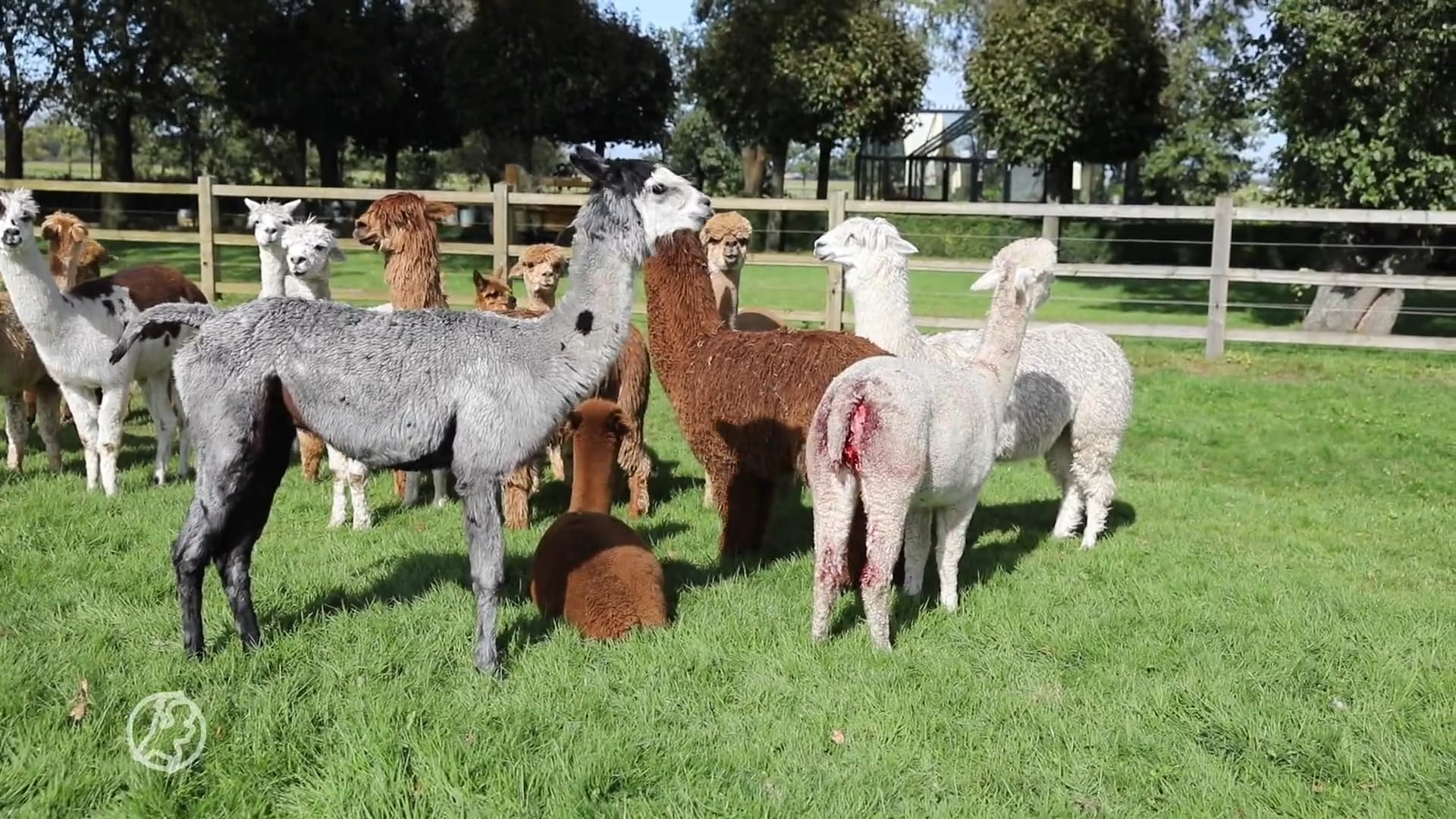 Honden vallen alpaca's aan