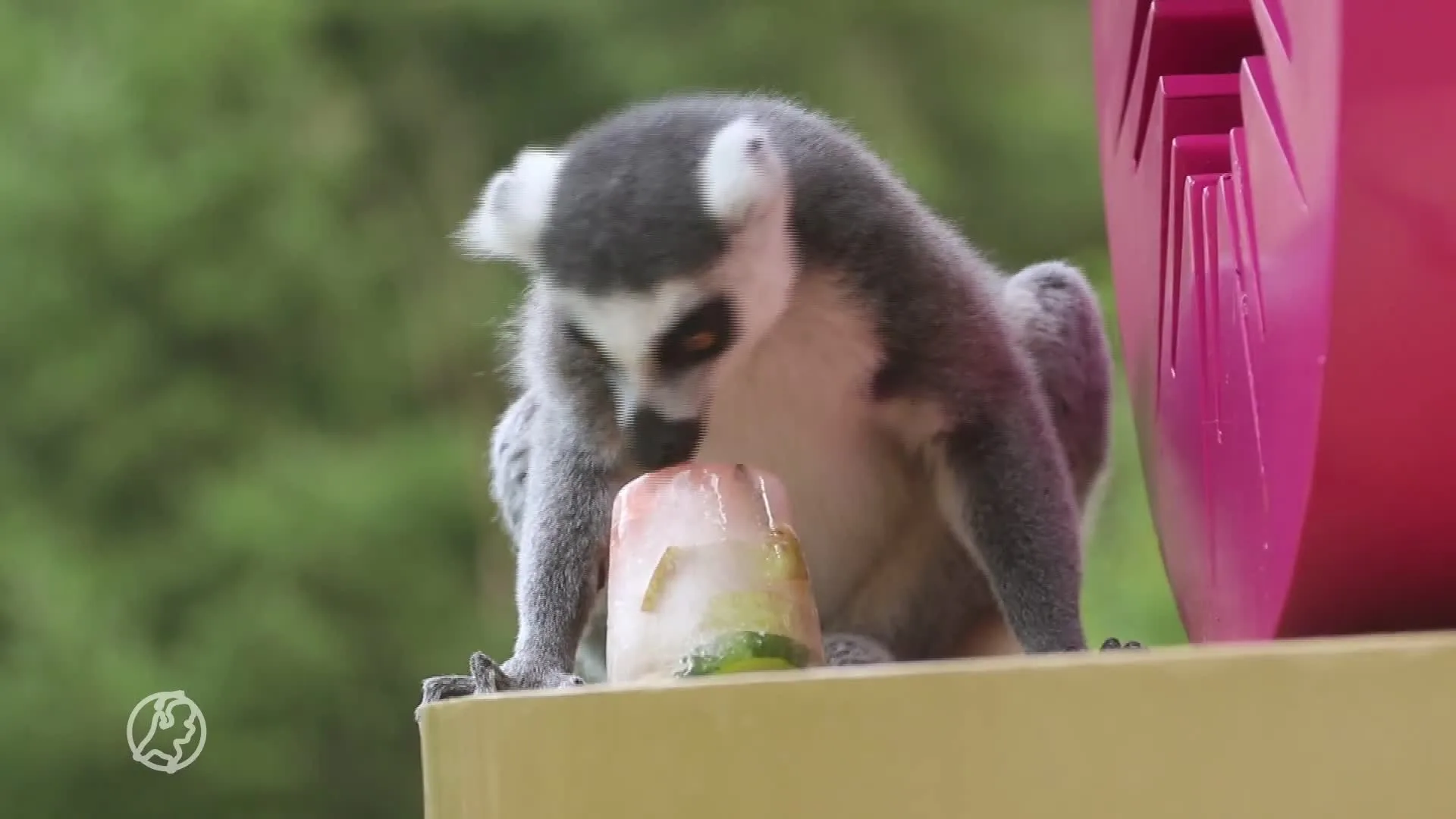 ZIEN: Ringstaartmaki's genieten van ijskoude traktatie