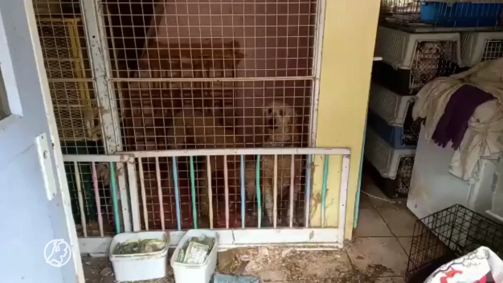 Bijna 80 verwaarloosde honden onder erbarmelijke omstandigheden gevonden in boerderij