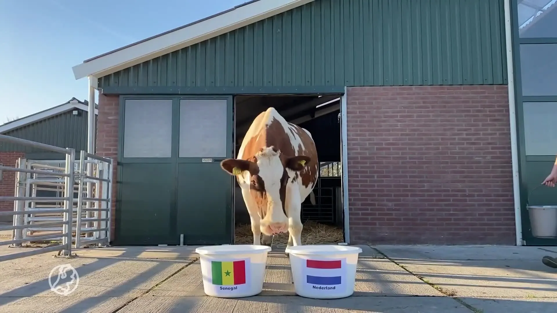 Koe Sijtje is terug met nieuwe voorspelling: wint Nederland eerste WK-wedstrijd tegen Senegal?