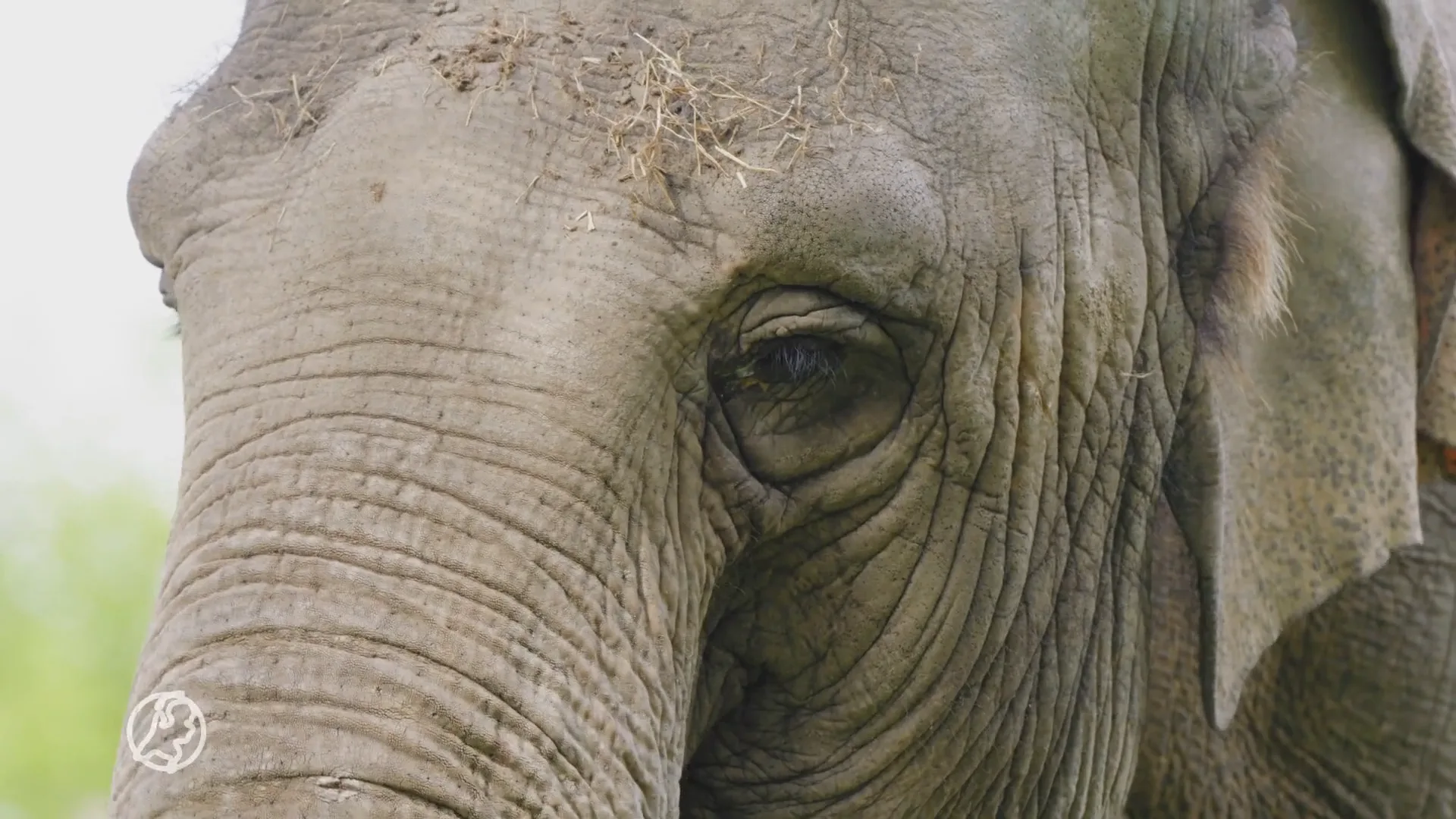 Oudste olifant Diergaarde Blijdorp overleden: 'kwakkelde al jaren met gezondheid'