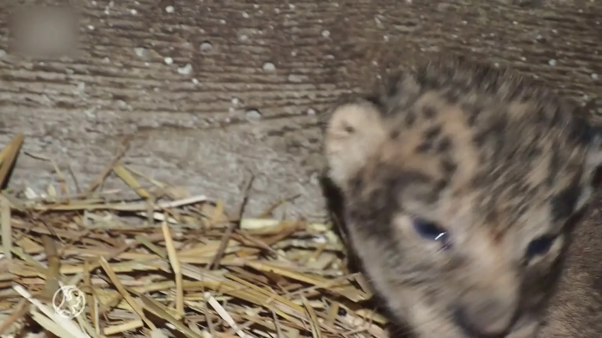 Vier leeuwtjes geboren in Safaripark Beekse Bergen