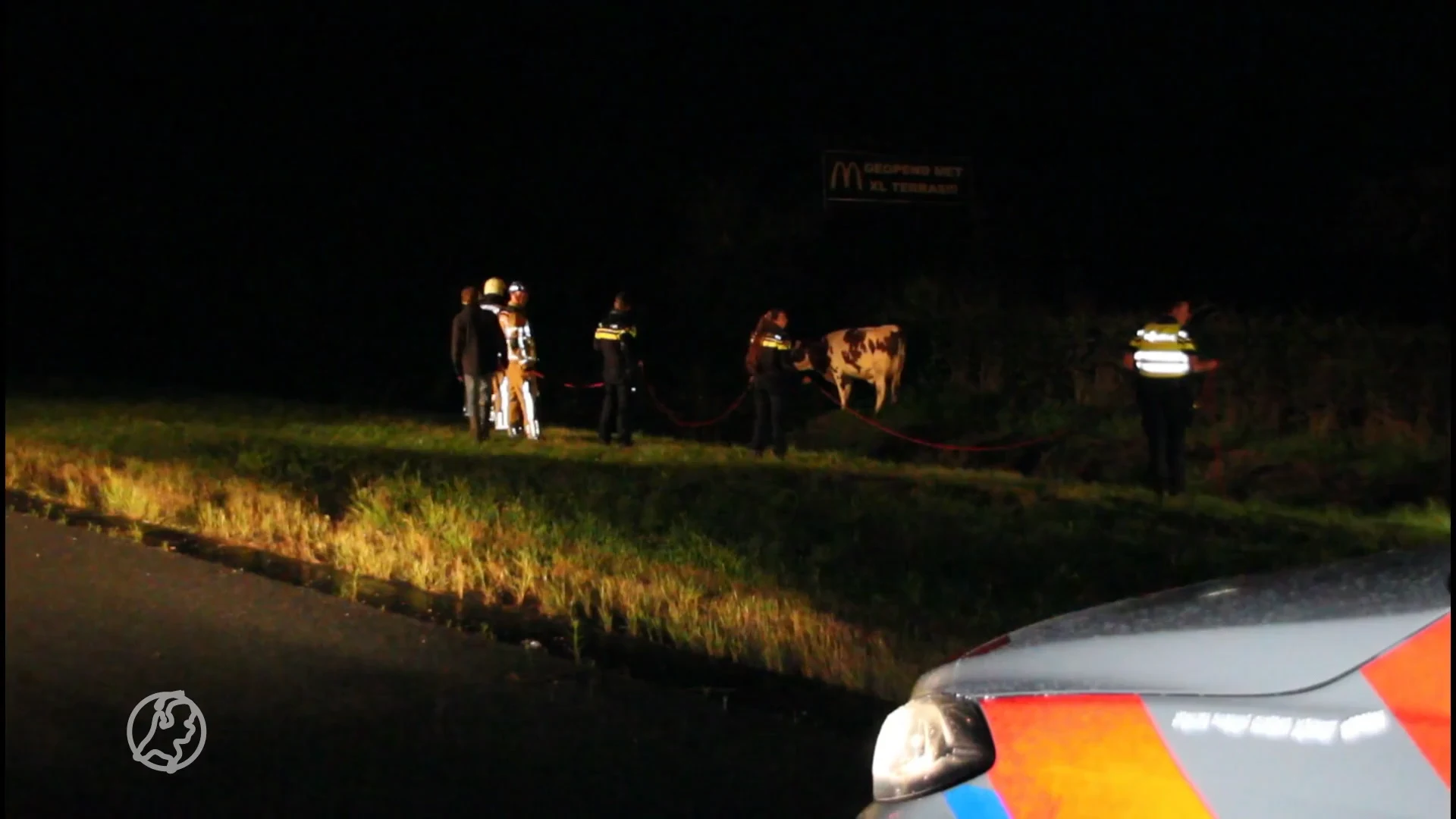 Koe op de snelweg bij Holten