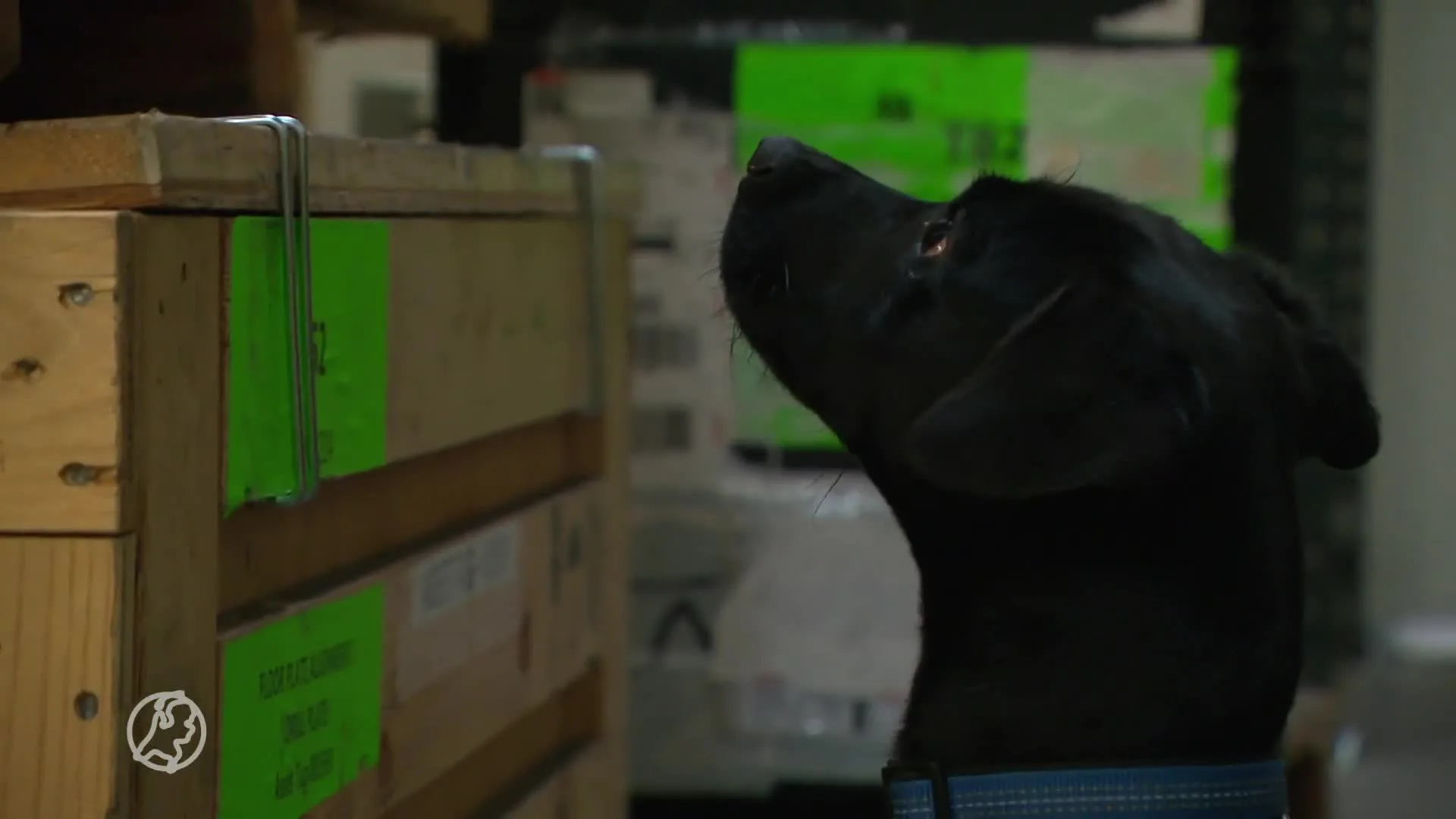 Nederlandse speurhonden naar Nepal in strijd tegen stroperij van rode panda