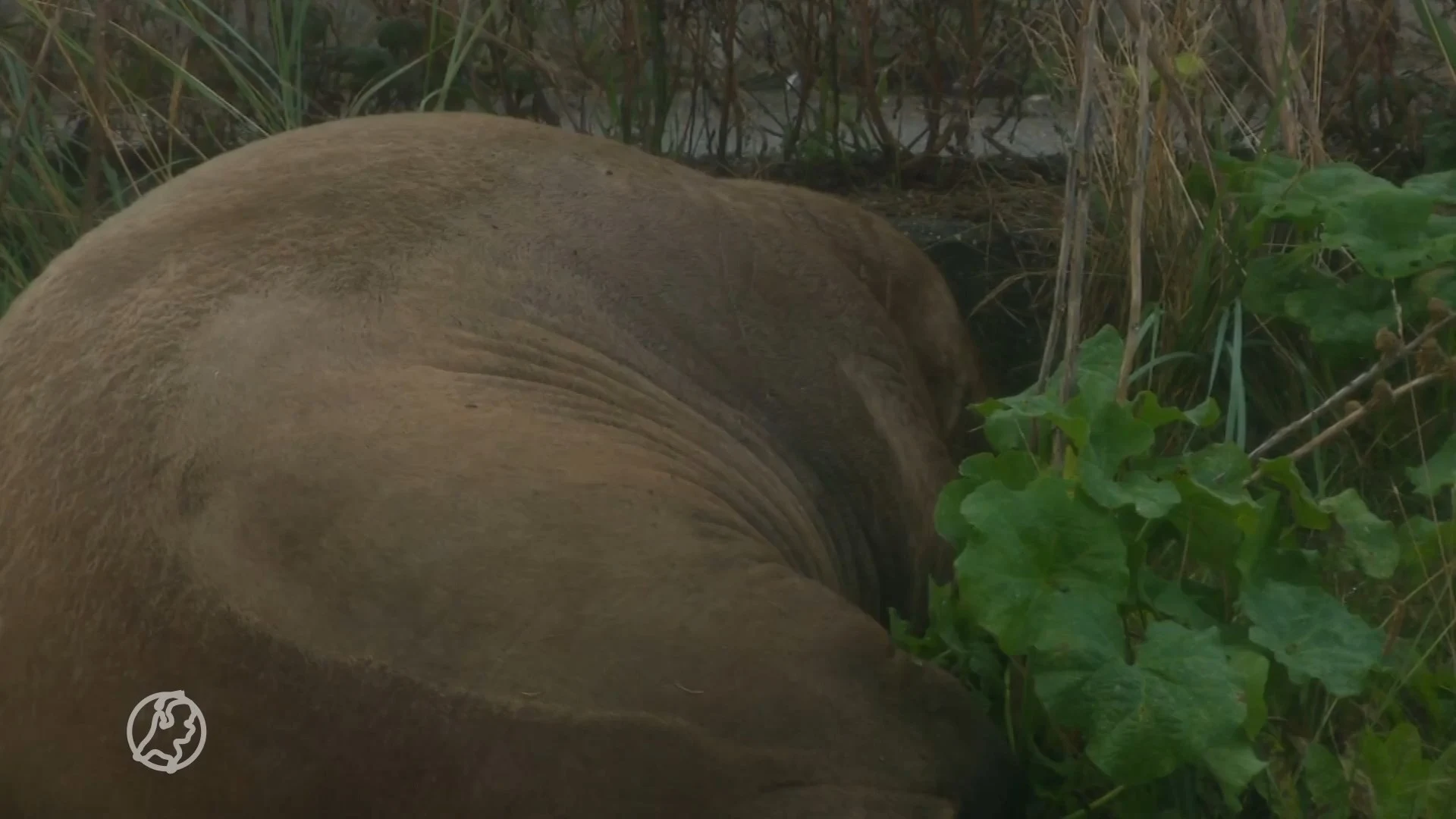 Walrus maakt comeback in haven van Harlingen