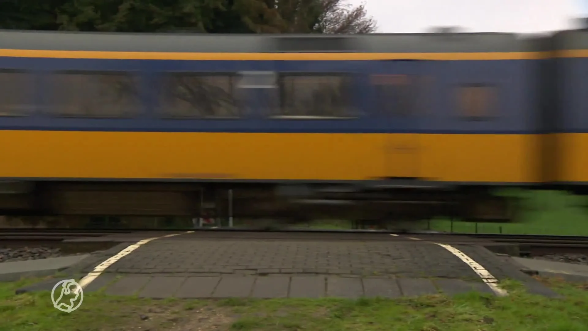 Zeearend overlijdt na botsing met Flevolandse windturbine