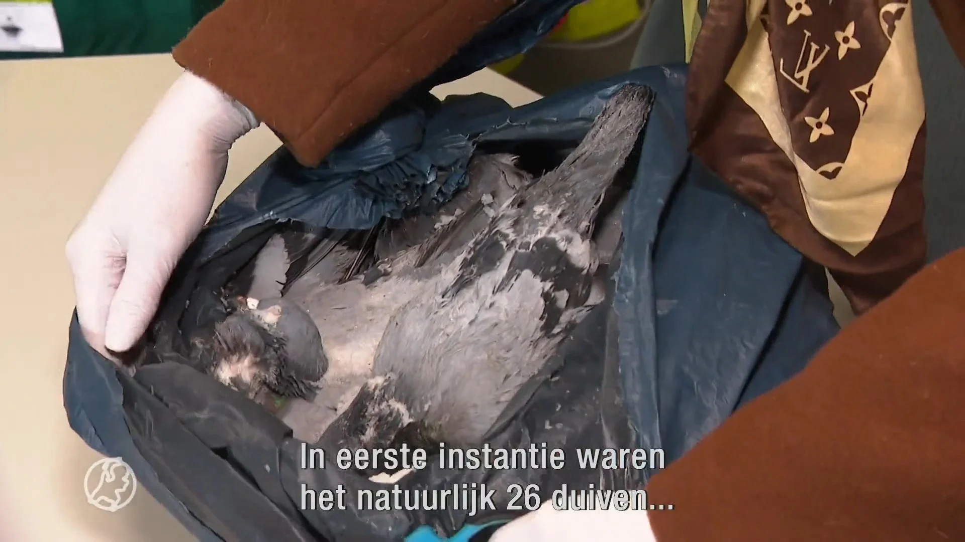 Mysterieuze duivensterfte in Lelystad duurt voort, worden de ...