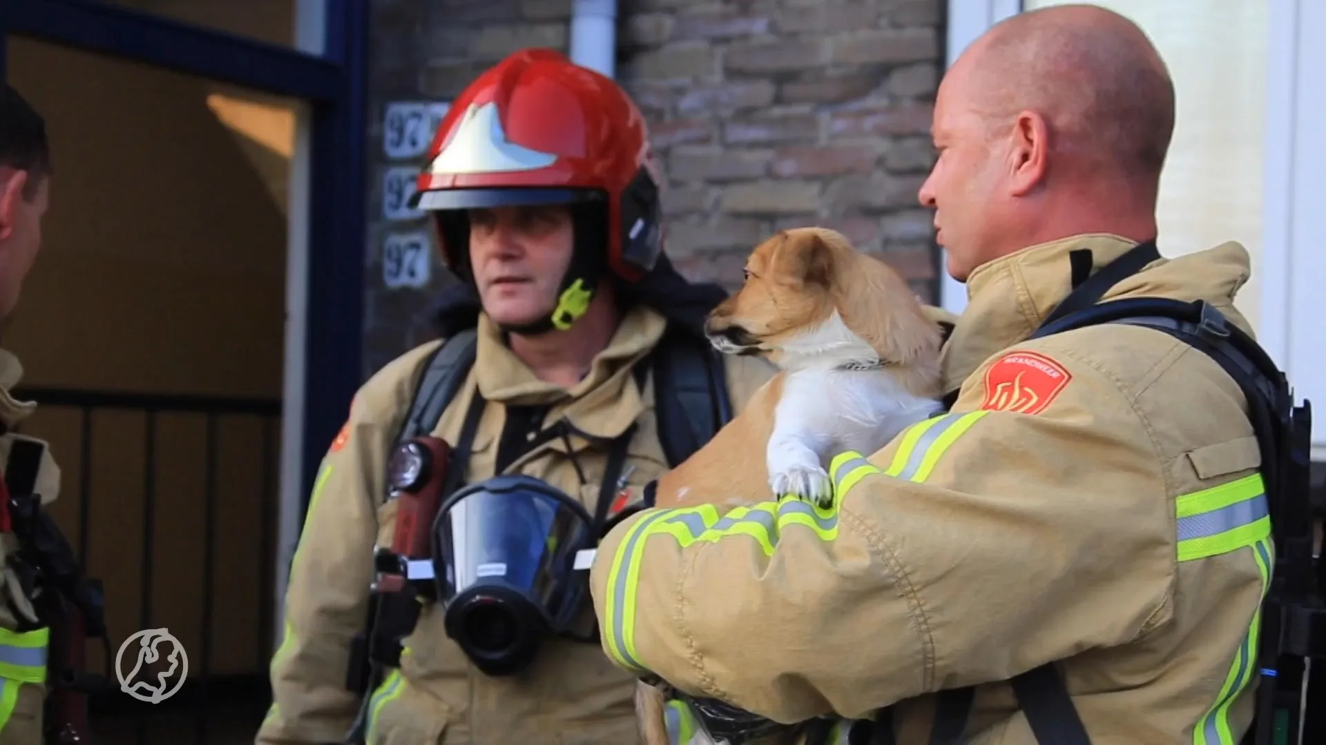 Brandweerhelden redden puppy bij keukenbrand in Helmond