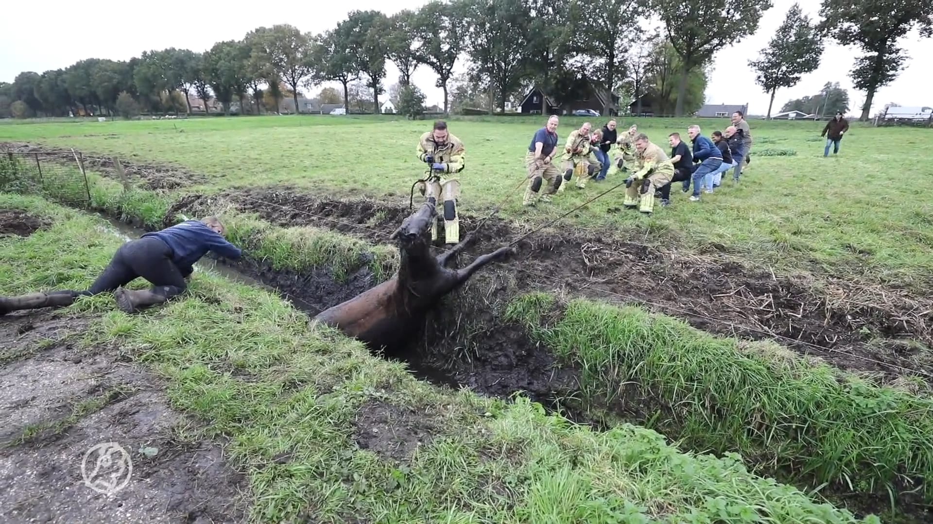 Brandweer en omstanders redden paard uit sloot