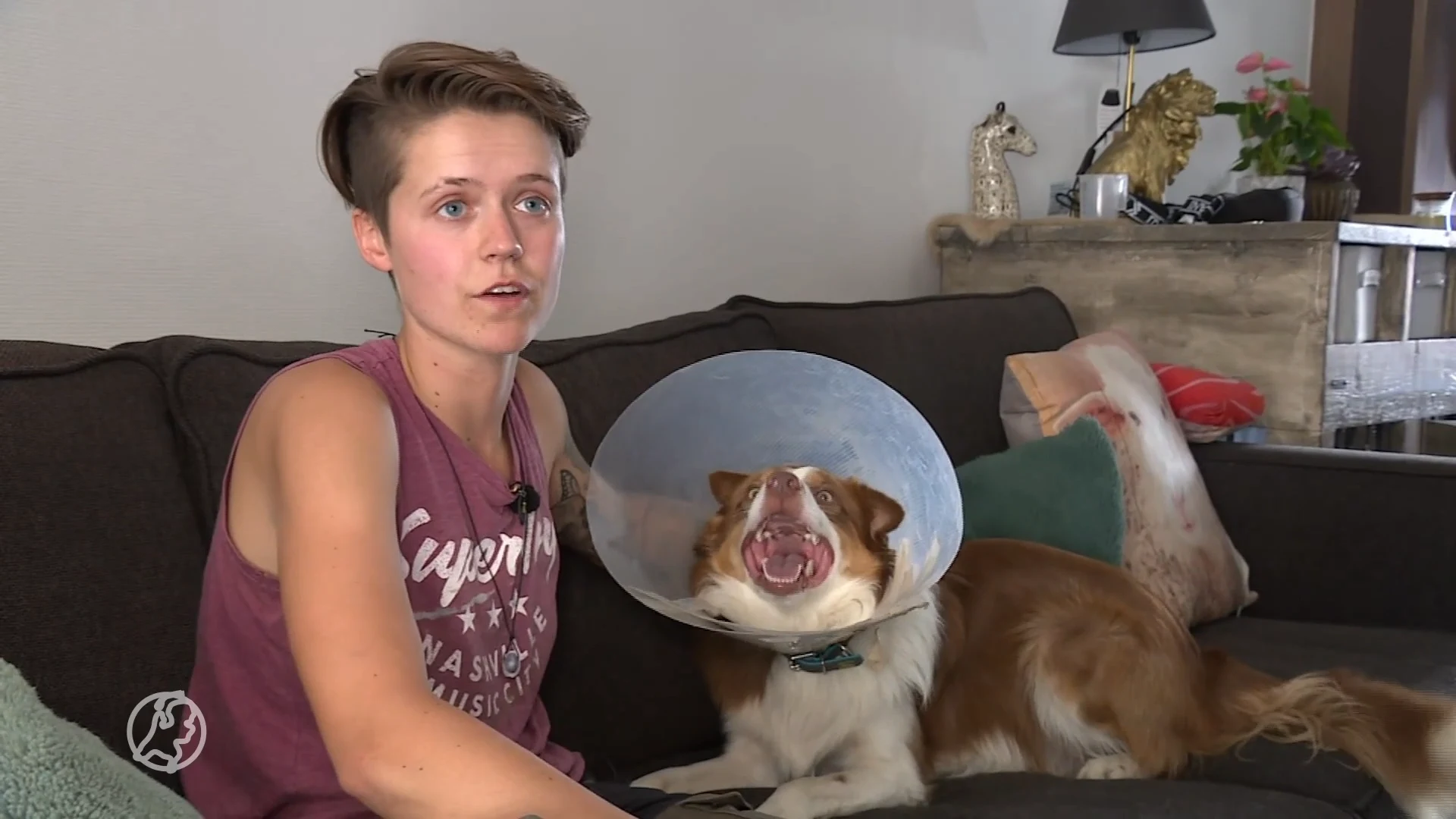 Automobilist rijdt schaapherder Chase aan en rijdt door