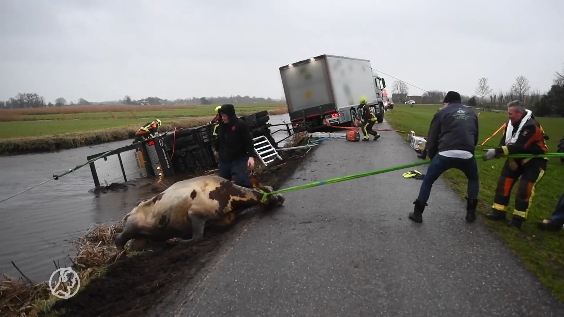 Brandweer haalt dertien koeien uit de sloot in Zevenhoven