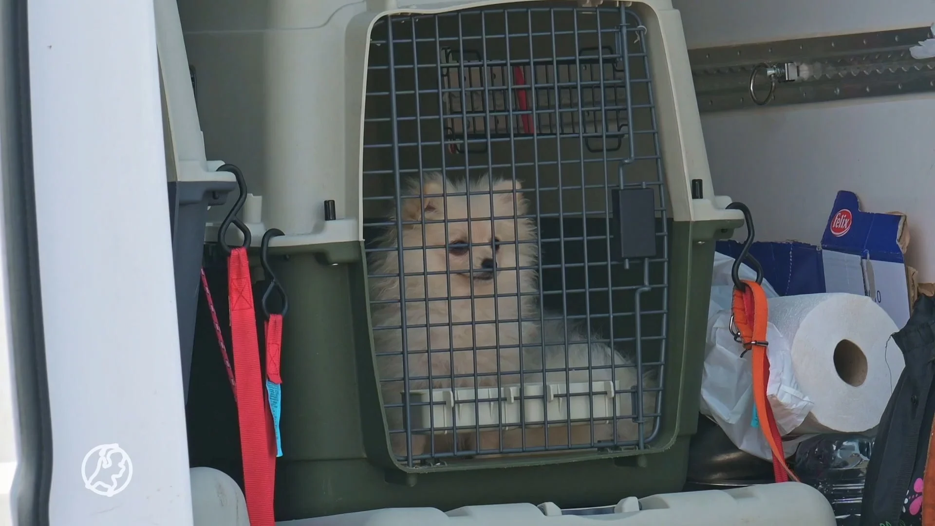 Verschillende puppies in bench aangetroffen in buitenlandse bestelbus