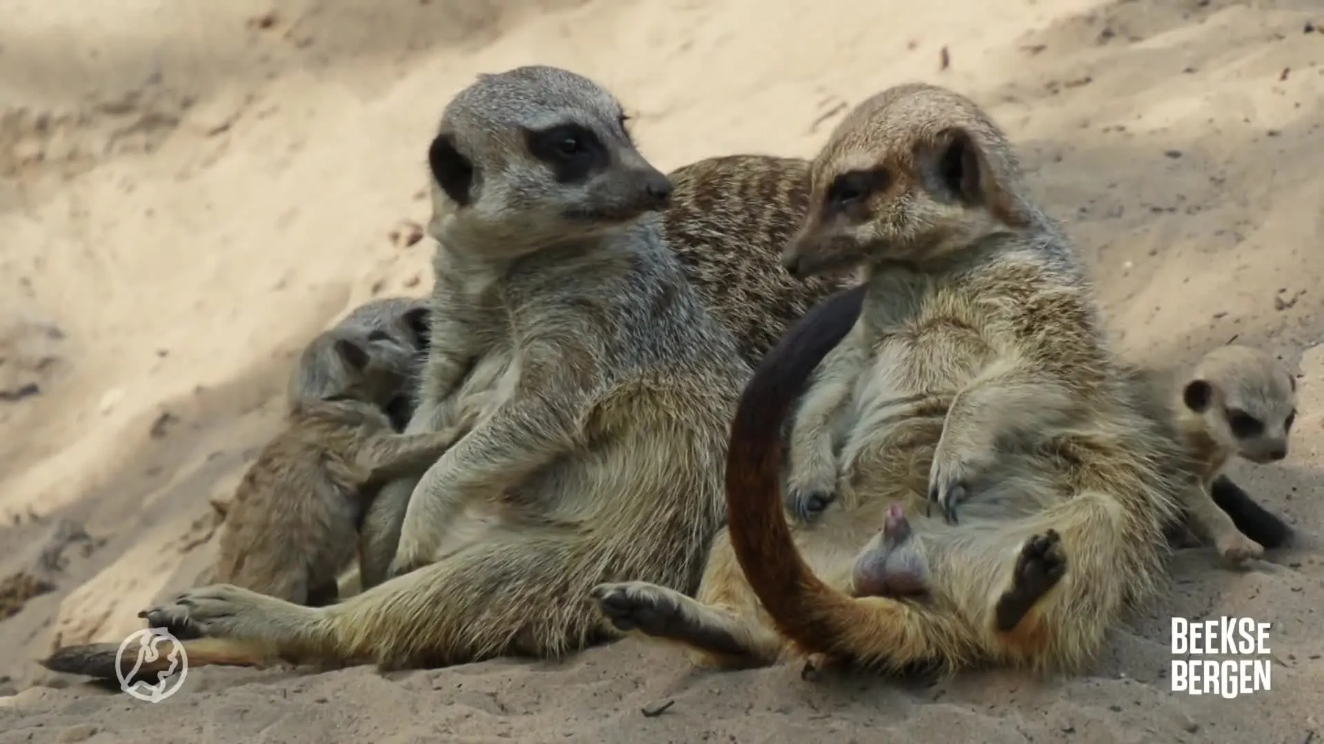 Tranen van blijdschap en verdriet in Beekse Bergen: stokstaartje geboren én overleden