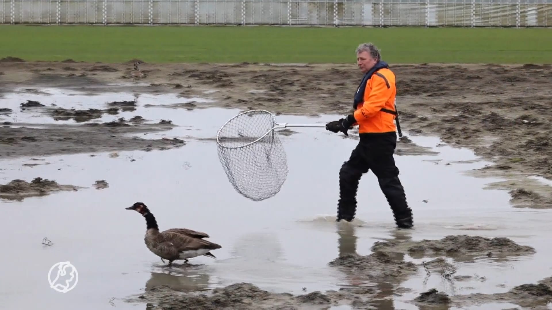 Gans zwaargewond bij aanrijding, vlucht water in