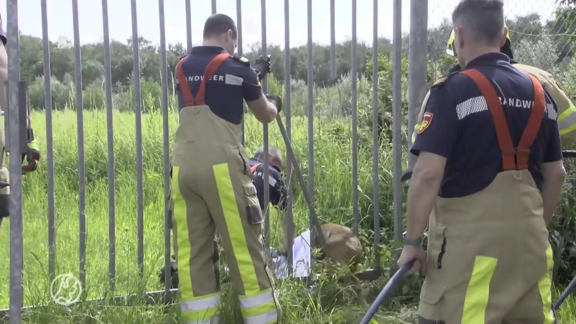 Hertje met 'te dikke billen' moet gered worden door de brandweer
