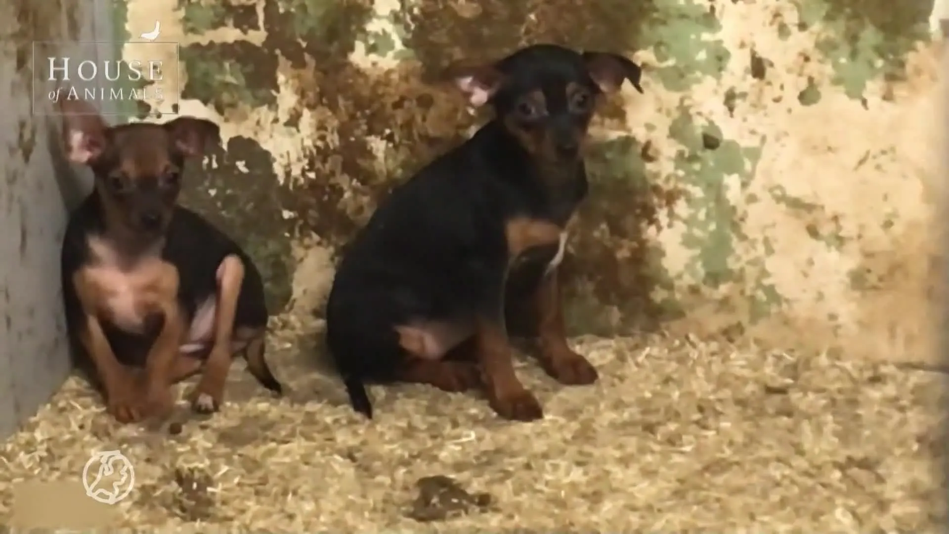 Brabantse broodfokker moet van rechter 400 verwaarloosde honden herplaatsen