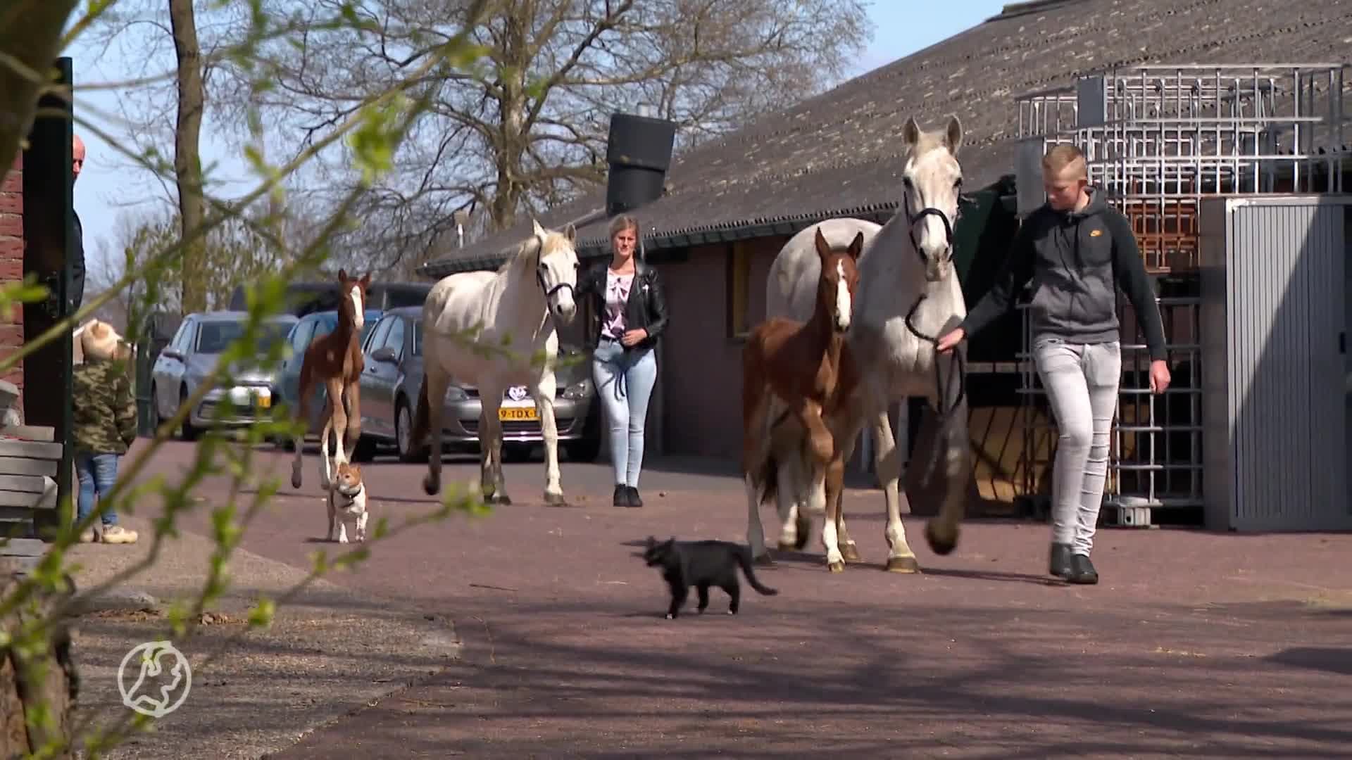 Vier merries overleden na eten vingerhoedskruid: 'Ze werden p...