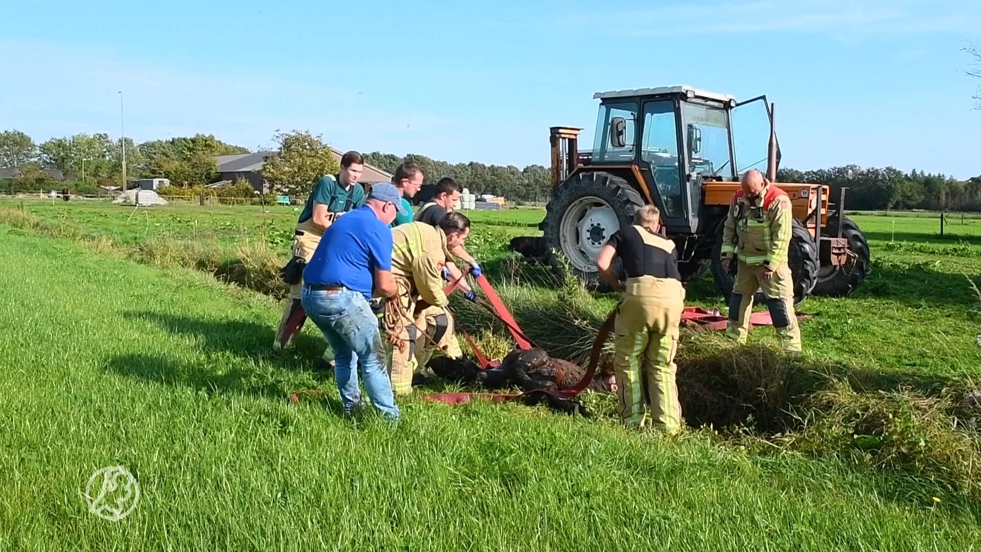 Veulen valt in sloot, brandweer schiet te hulp