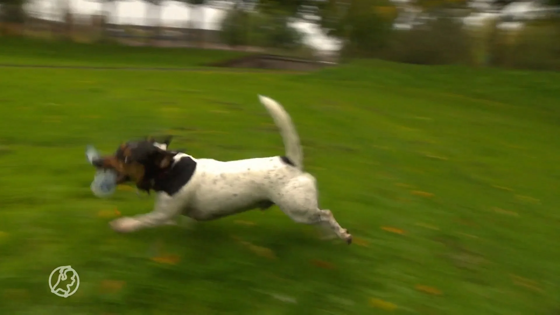 Zijn honden de oplossing tegen het zwerfvuil in Nederland?