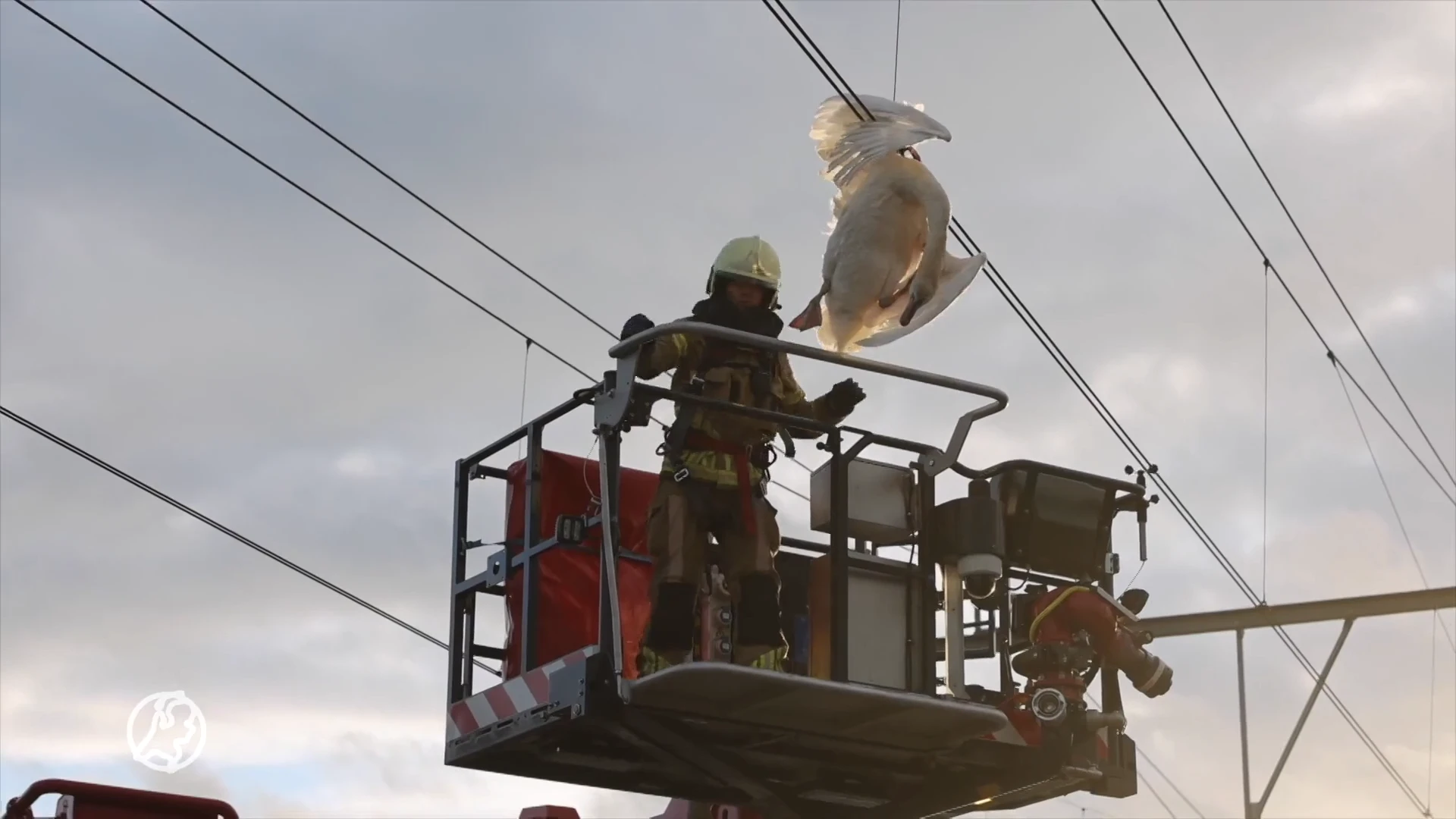 Zwaan vast in bovenleiding van traject Zwolle-Meppel, vleugel lijkt gebroken