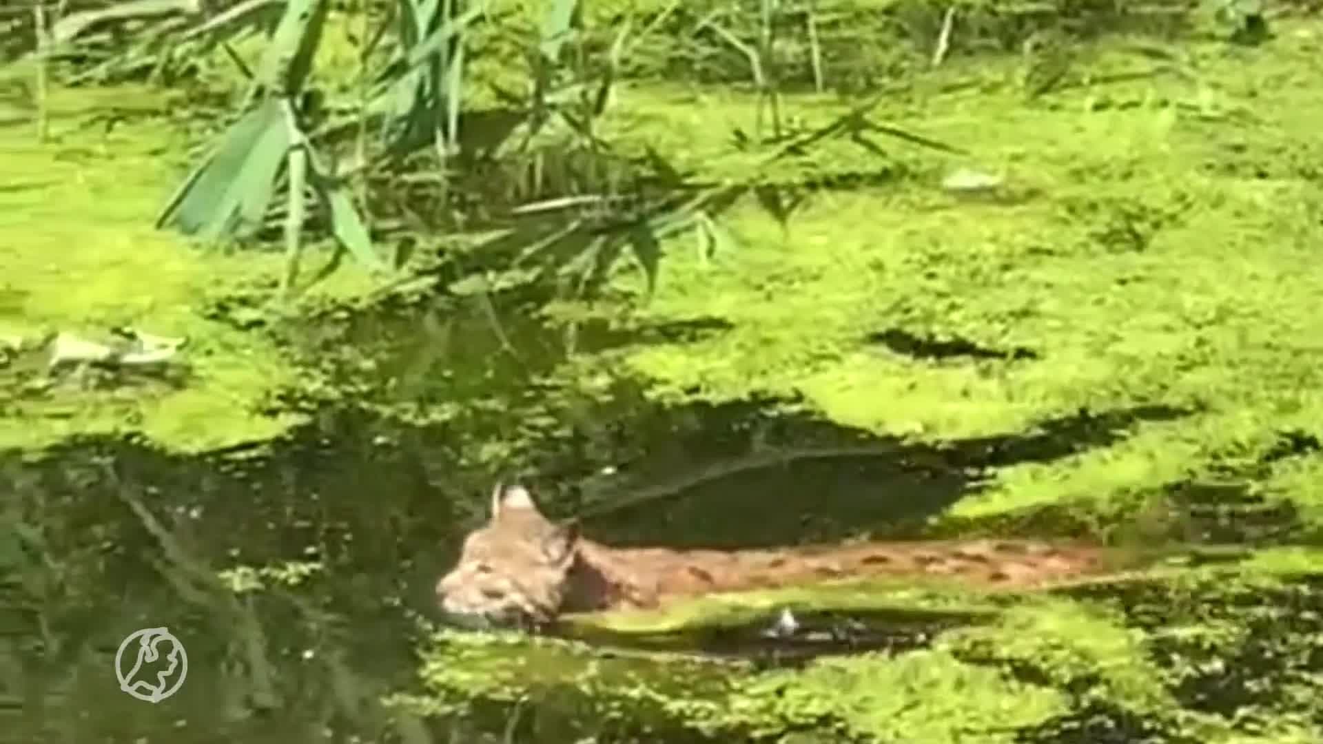Ontsnapte lynx Kasteelpark Born weer gevangen en teruggebracht