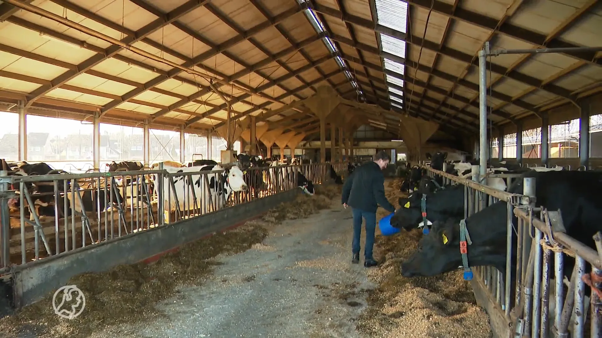 Weiland van boer Pedro ligt bezaaid met vuurwerkafval