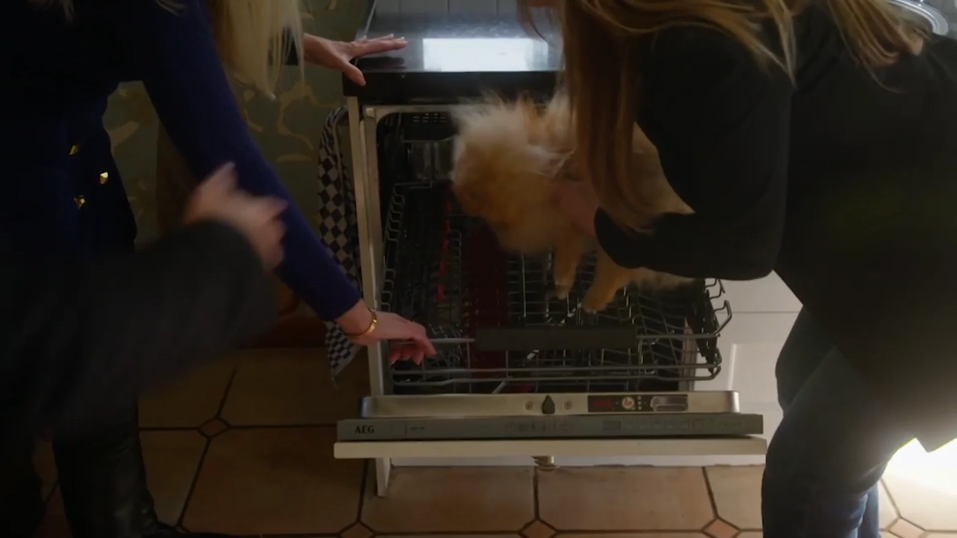 Nancy breidt uit met een LUXE HONDENHOTEL