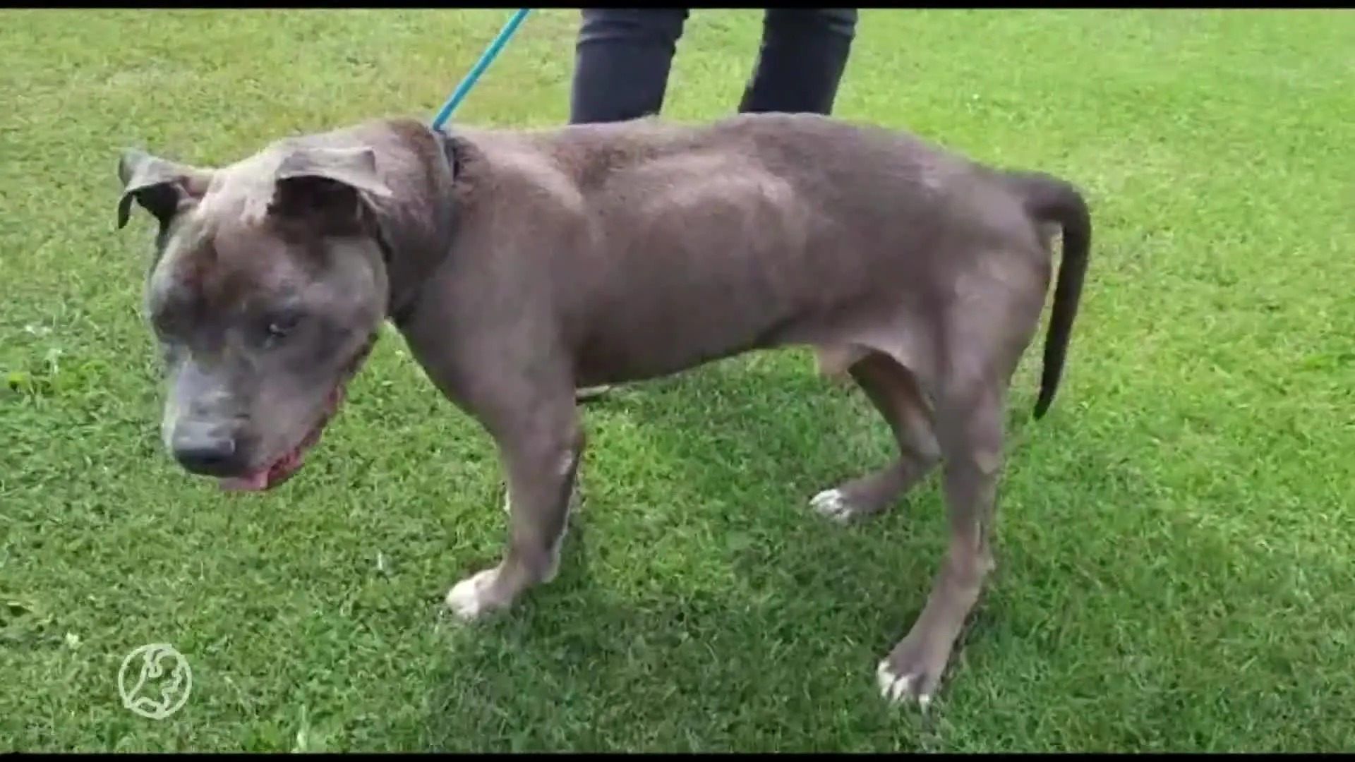 Graatmagere hond leeft tussen uitwerpselen in Nijmeegse rommeltuin