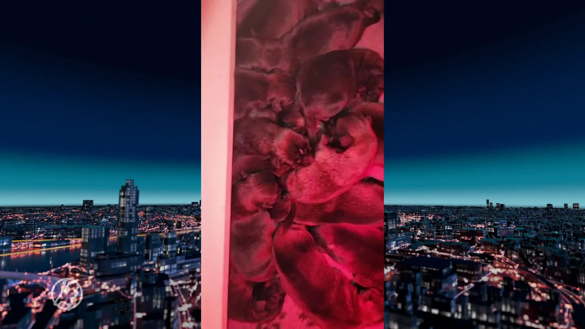 Politiehond krijgt maar liefst 18 puppy's: 'Ze bleven maar komen'