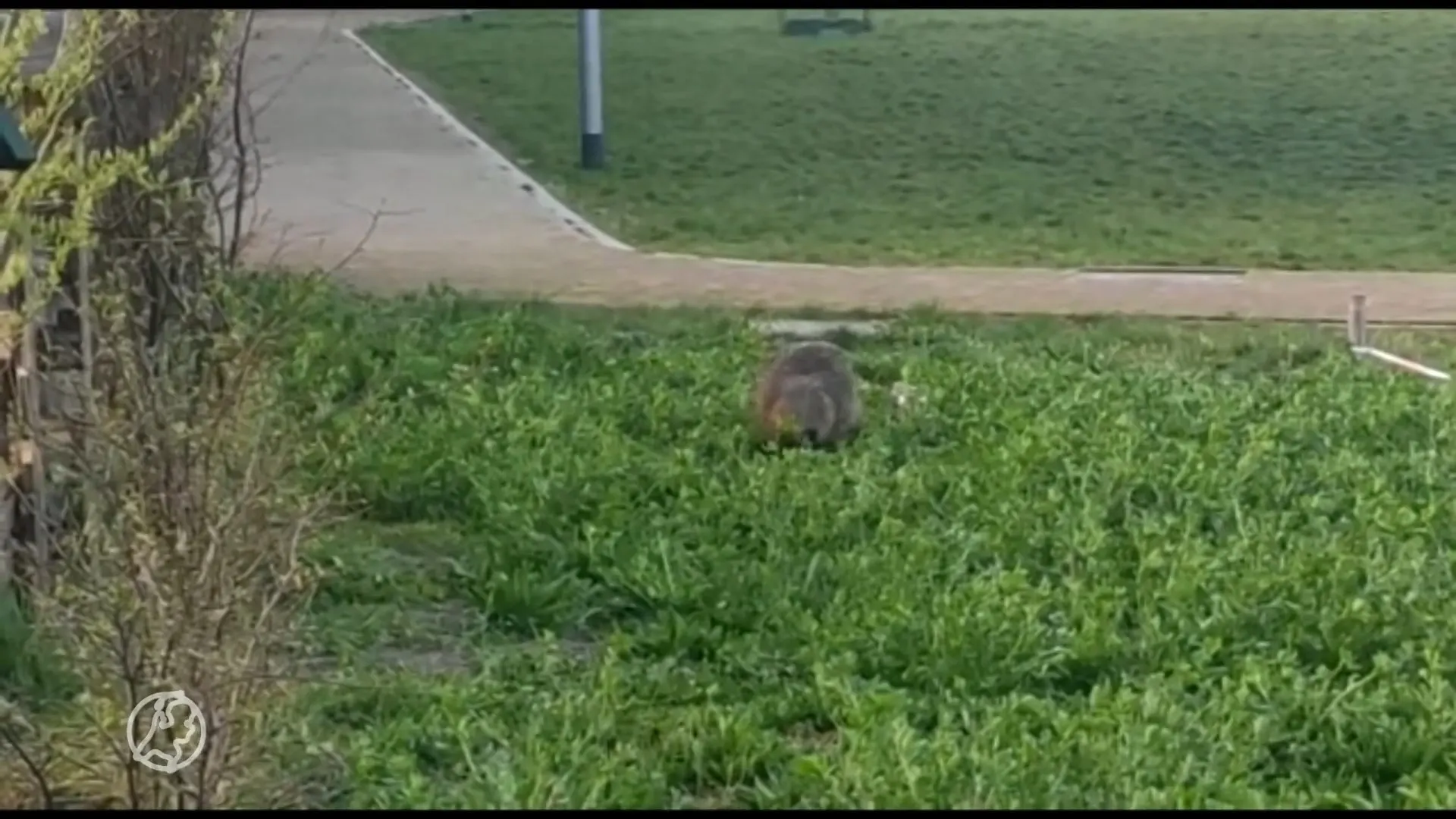 Bever gespot in woonwijk