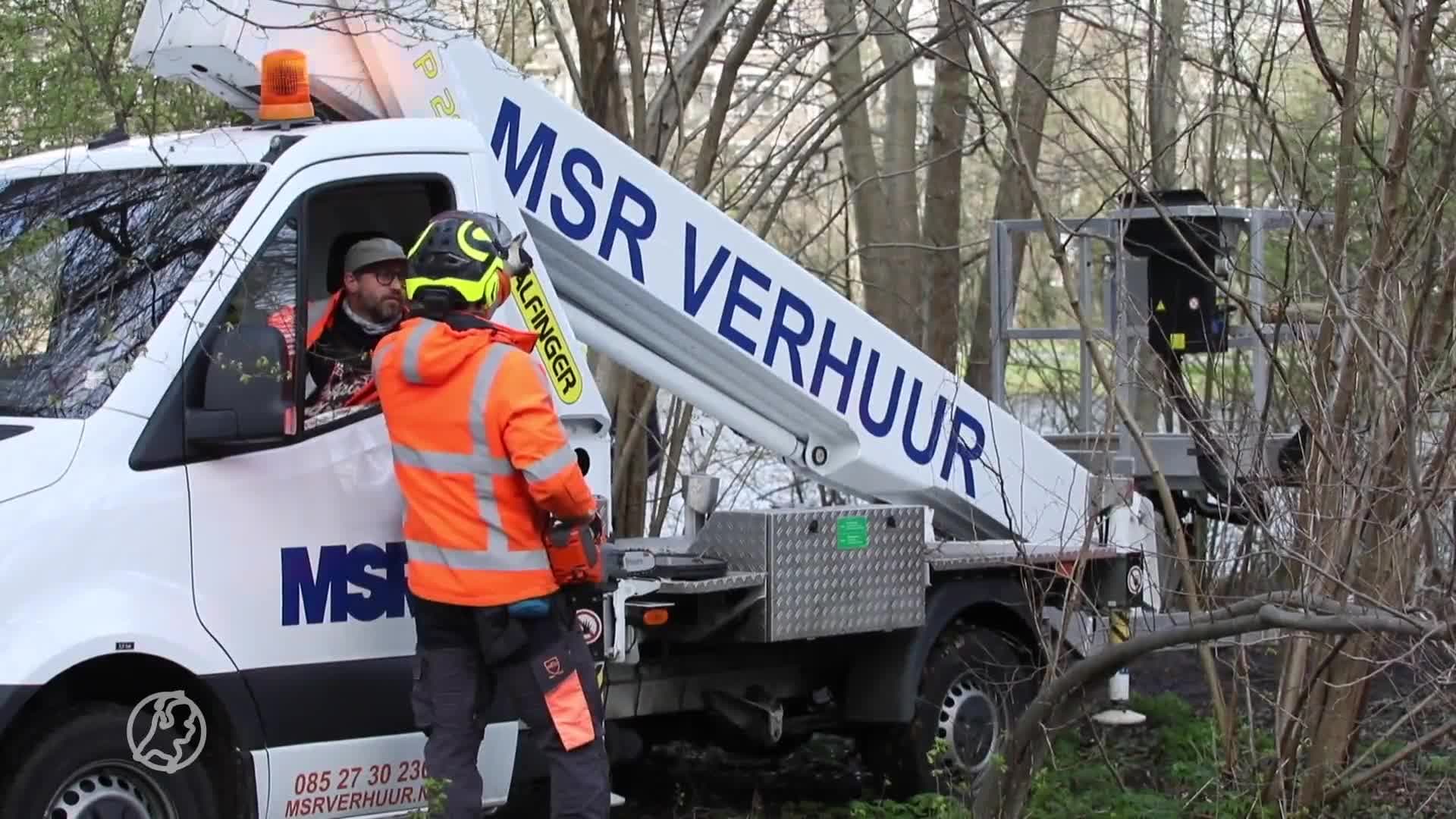 Zwaan raakt met nek verstrikt in takken boom en overlijdt