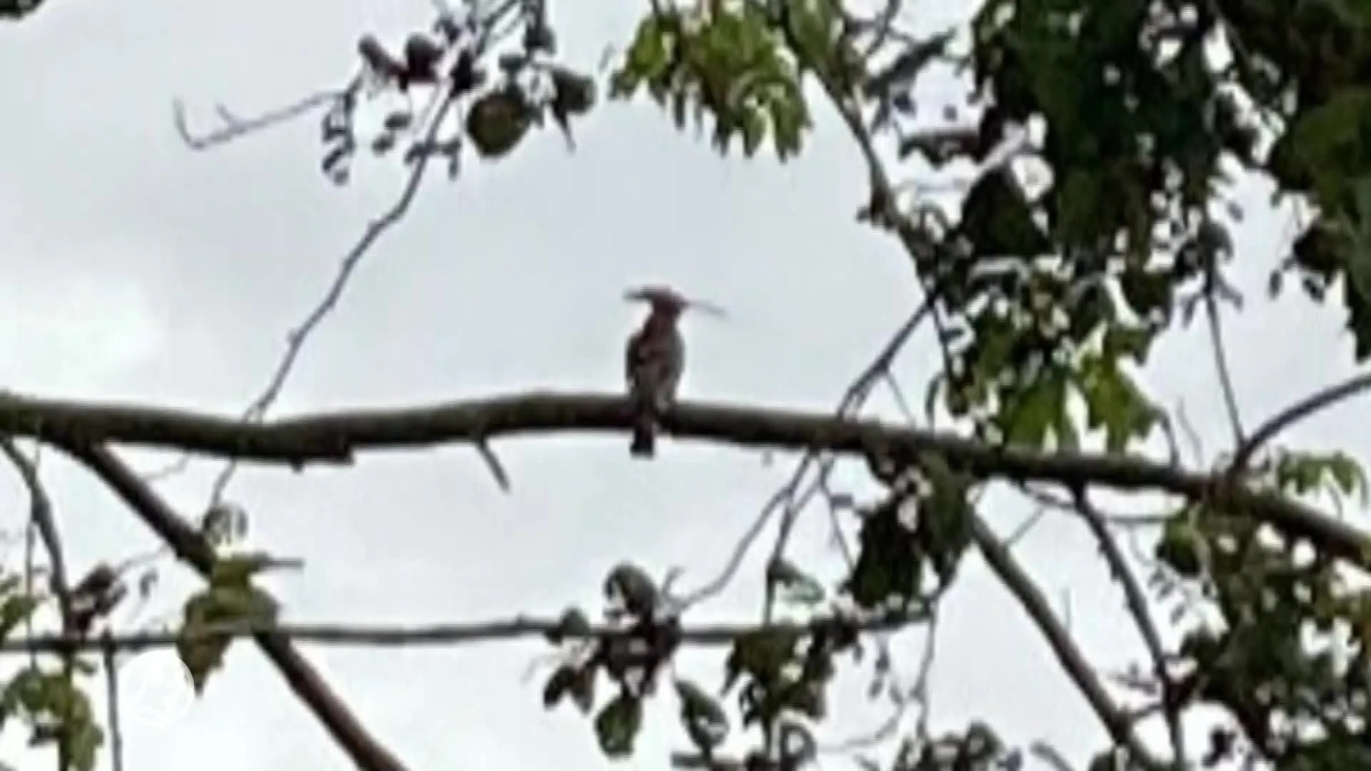 Vogelspotters massaal naar Haarlem om stinkende vogel vast te leggen