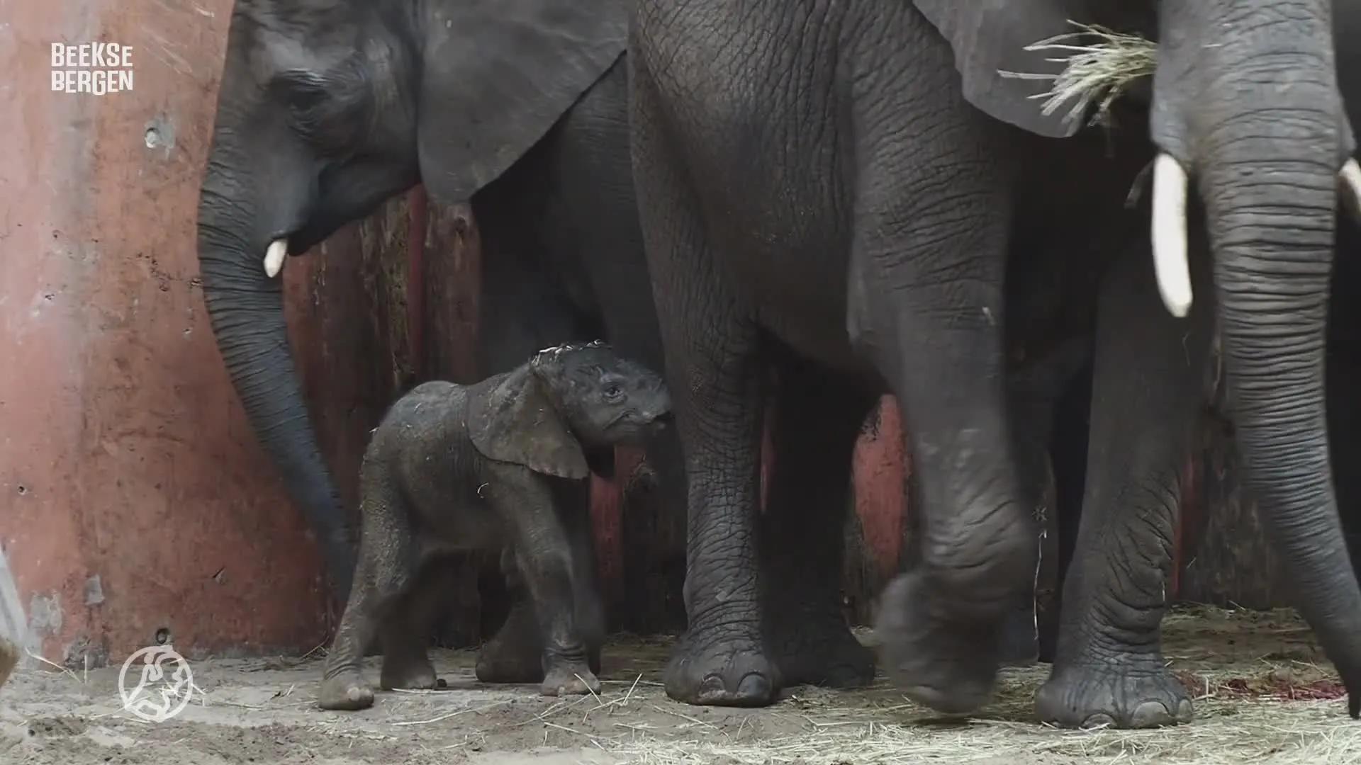 Beschuit met muisjes in Beekse Bergen! Afrikaans olifantje Mosi geboren