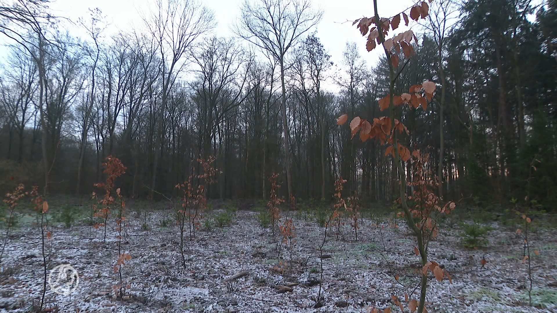 Voor derde keer tientallen bomen gestolen van landgoed: 'Al het werk voor niets'