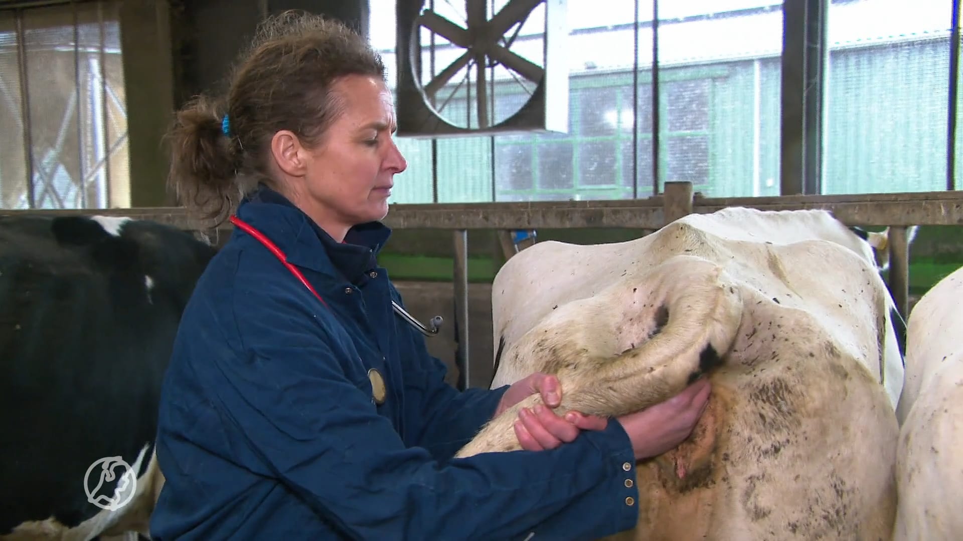 Blauwtong is een nachtmerrie voor veehouders: 'Je weet niet wat je aantreft'