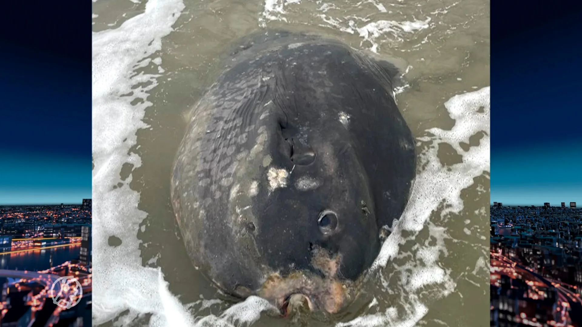 'Grootste maanvis ooit in Nederland' aangespoeld op Ameland
