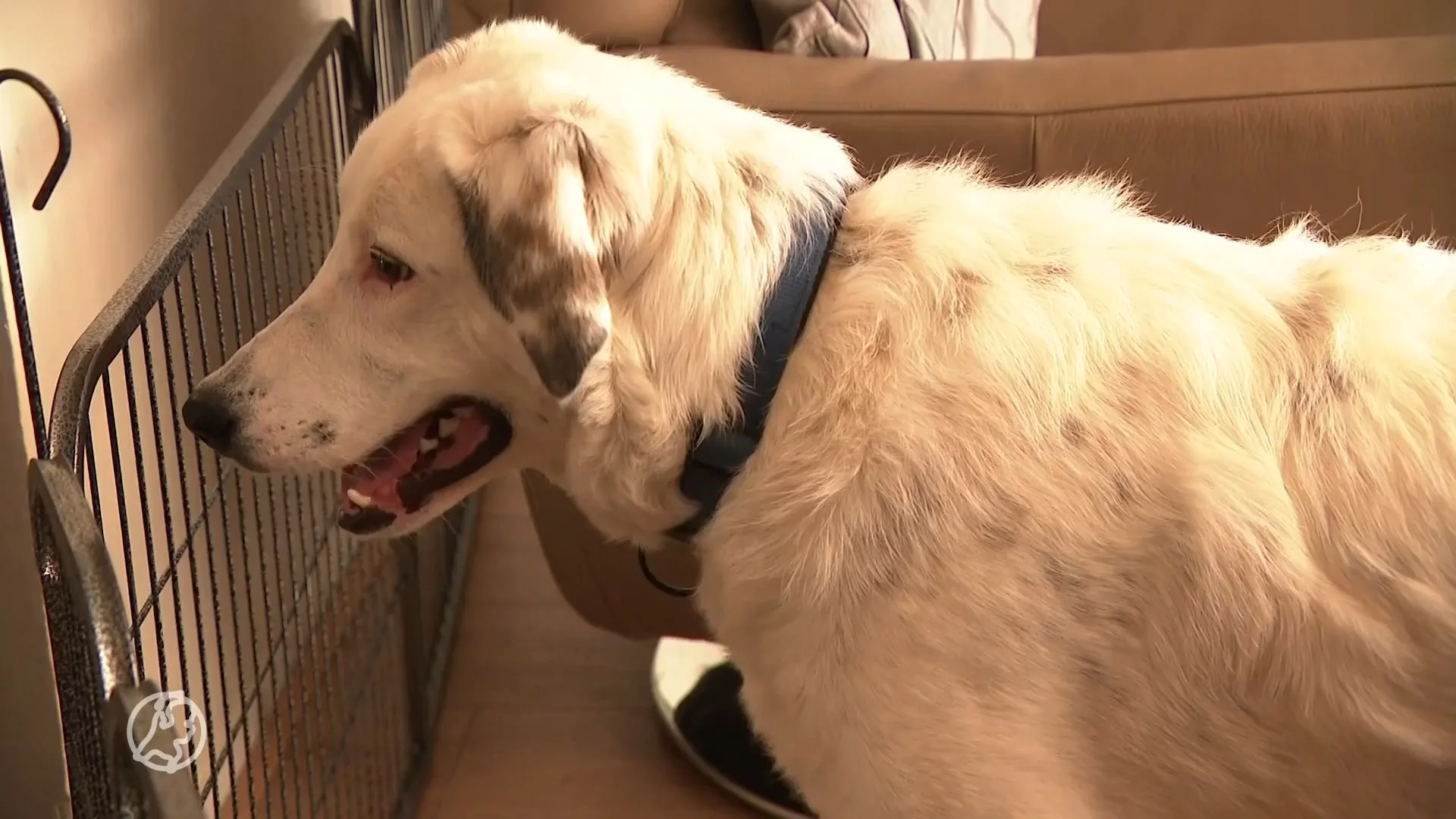 Trainers zien 'tsunami' aan probleemhonden door coronacrisis