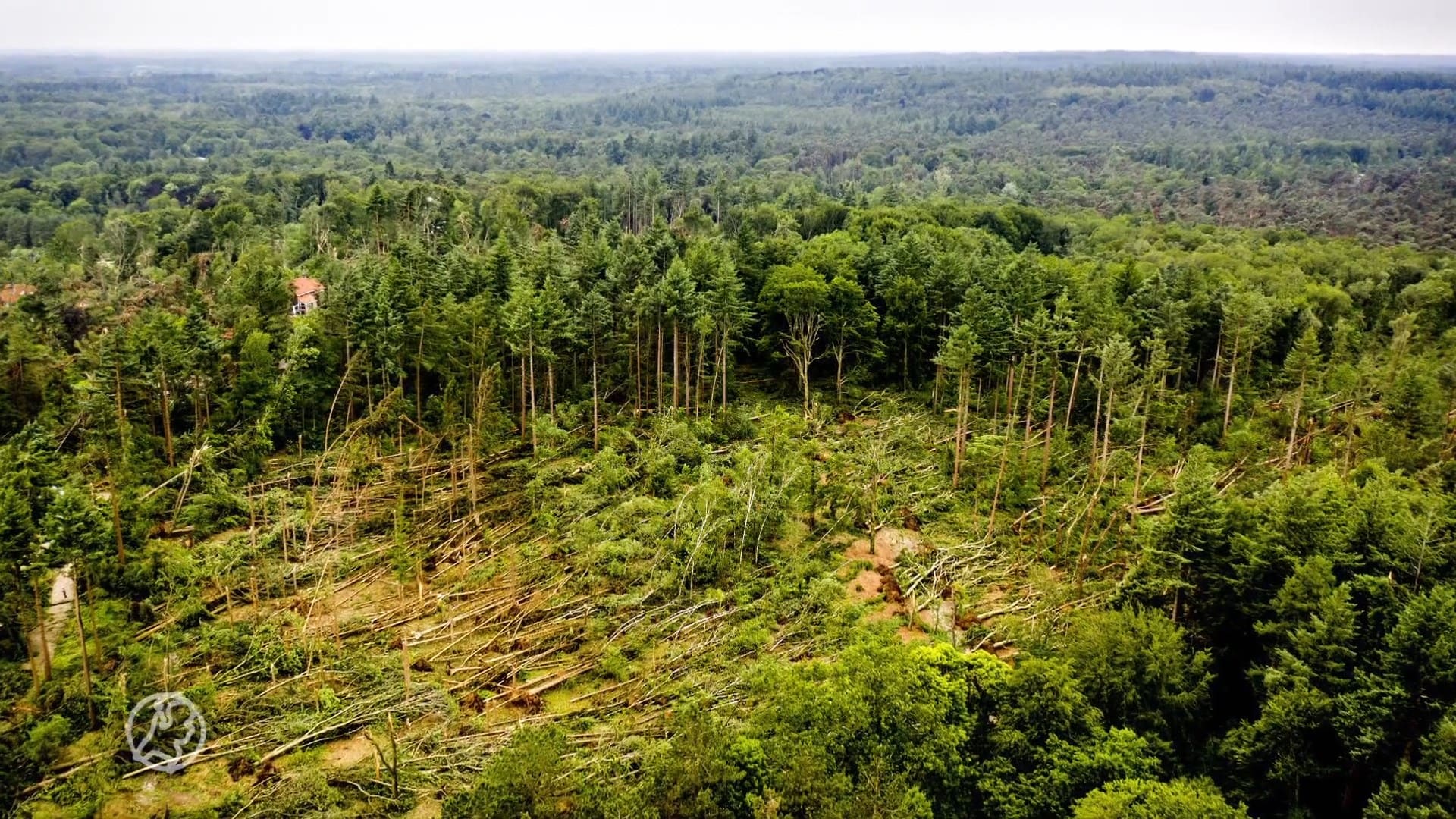 Boswachters en dierenambulance speuren bos Leersum na na stor...