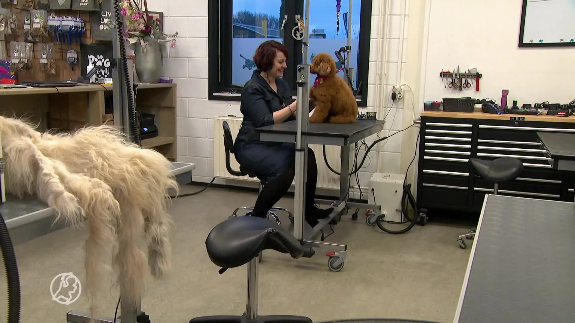 Hondentrimsalons boos om 'onterechte' sluiting: 'Het niet ver...