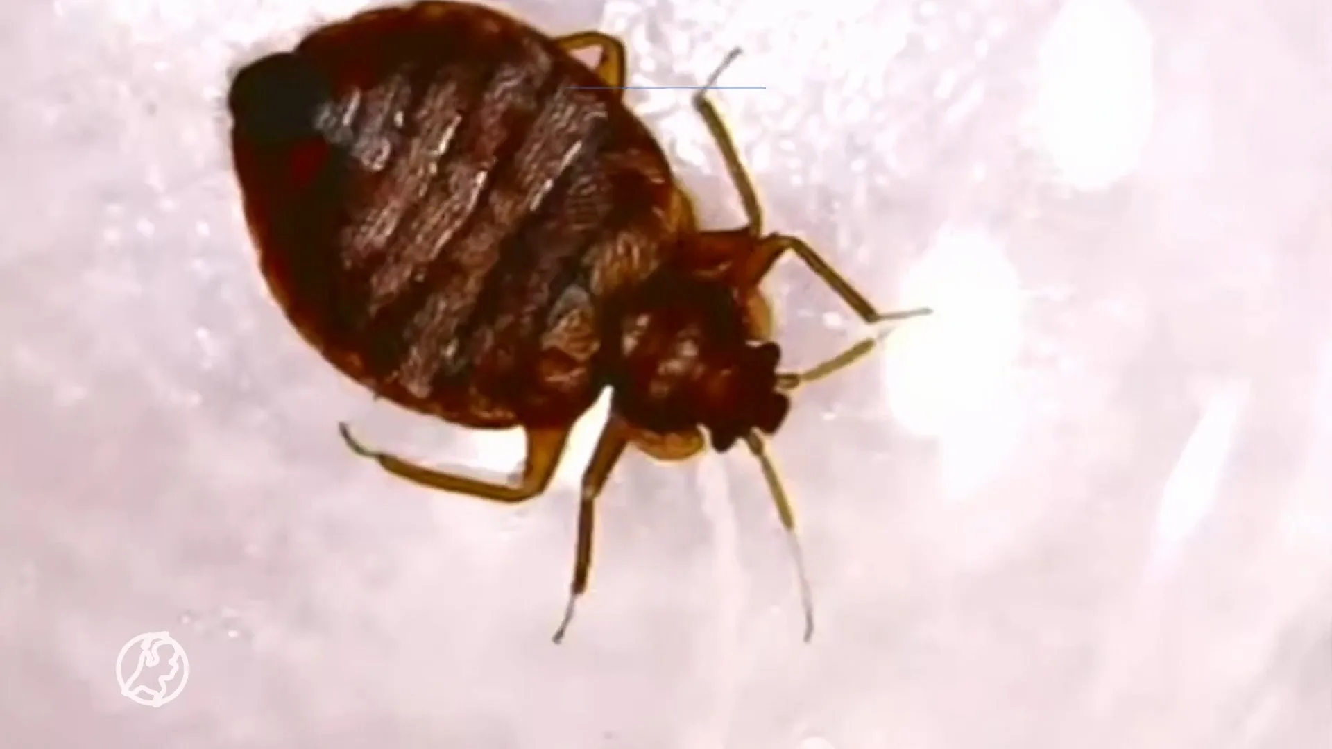 Het is vakantietijd en dus rukt de bedwants weer op