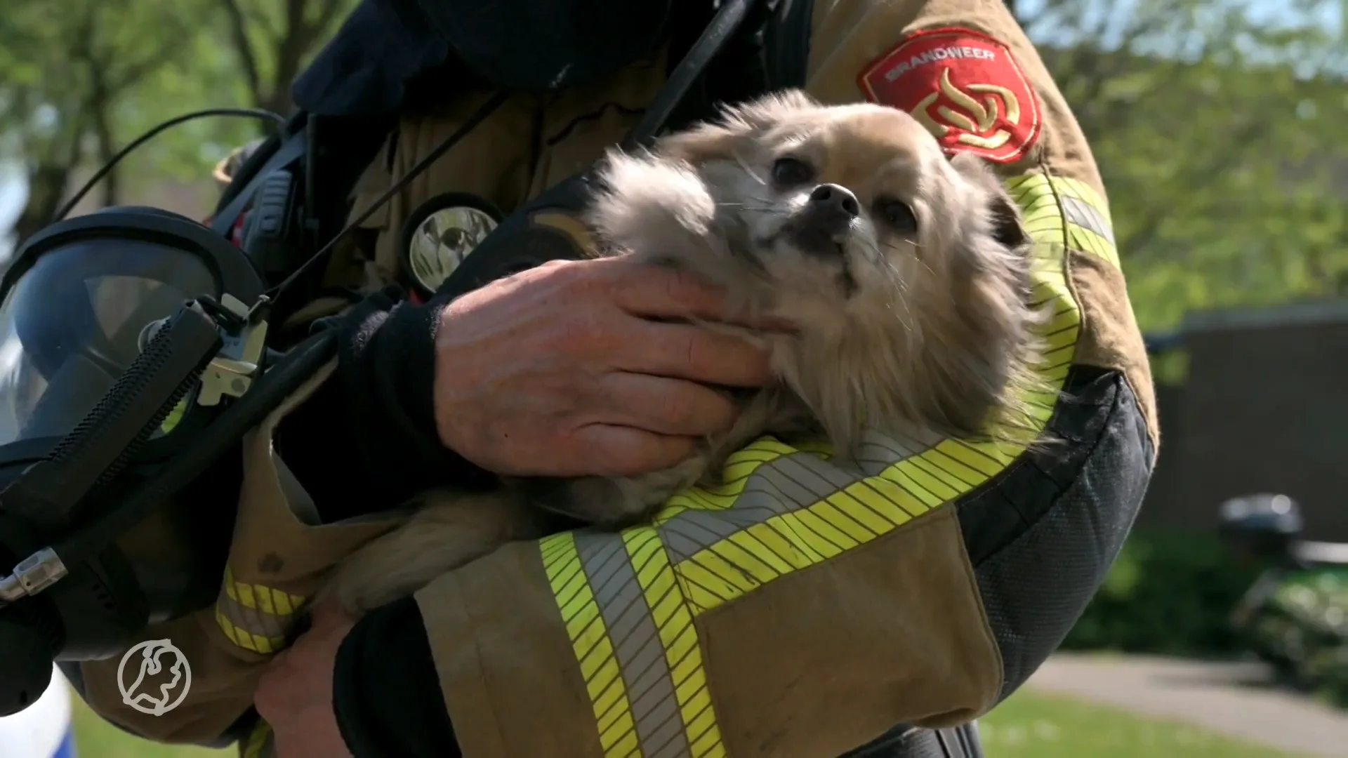 Brand in appartementencomplex in Breda, hondje in veiligheid gebracht