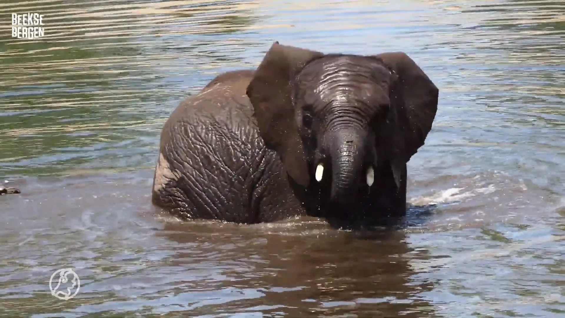 Dieren in Safaripark Beekse Bergen genieten van verkoeling