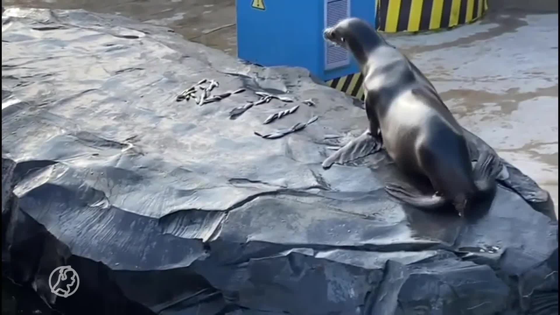 Inwoners van Dierenpark Wildlands krijgen heerlijke Valentijnstraktatie