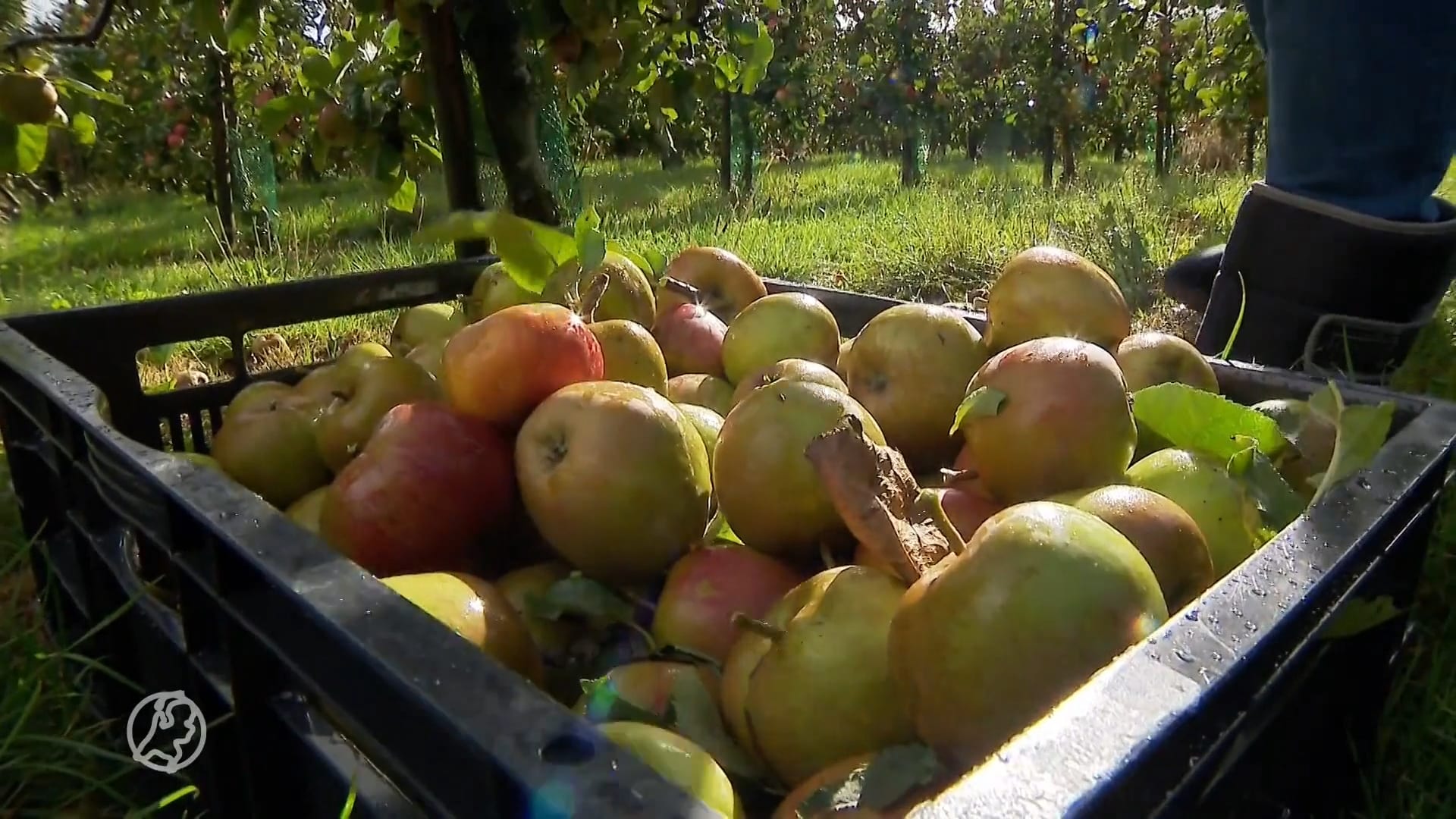 'Afgeschreven' fruit plukken voor de voedselbank: 'Mensen moeten gezond kunnen eten'