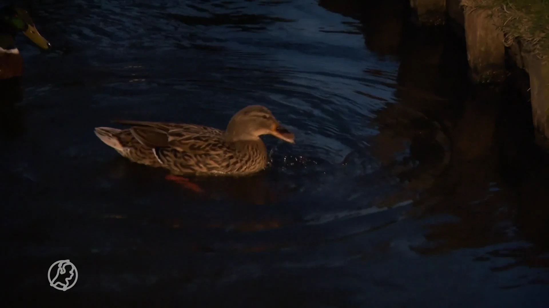 Eenden voeren straks verboden in Rotterdam: 'Levensgevaarlijk'